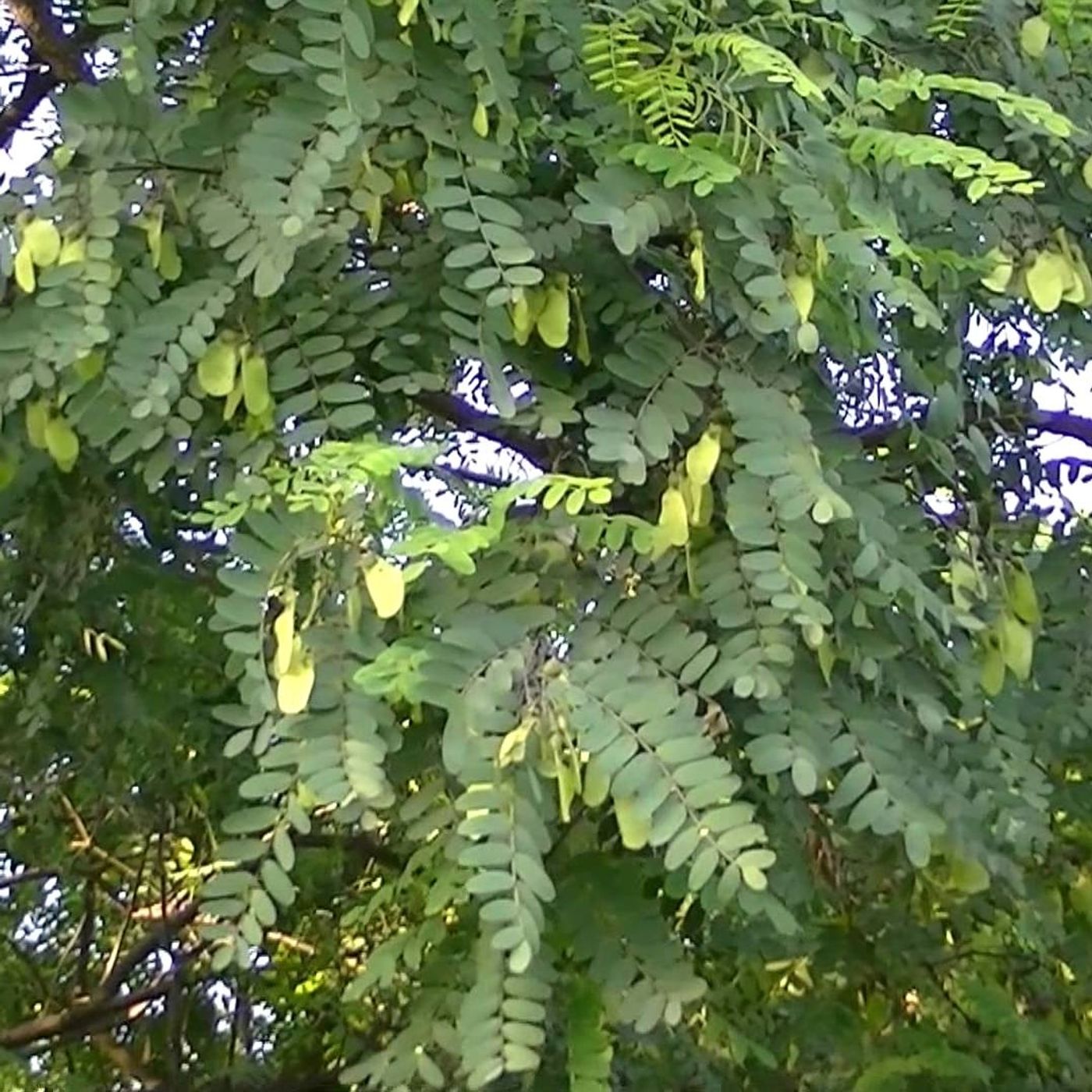 El Palo Sano es el árbol emblemático del Municipio Península de Macanao, conoce más... (+Audio)