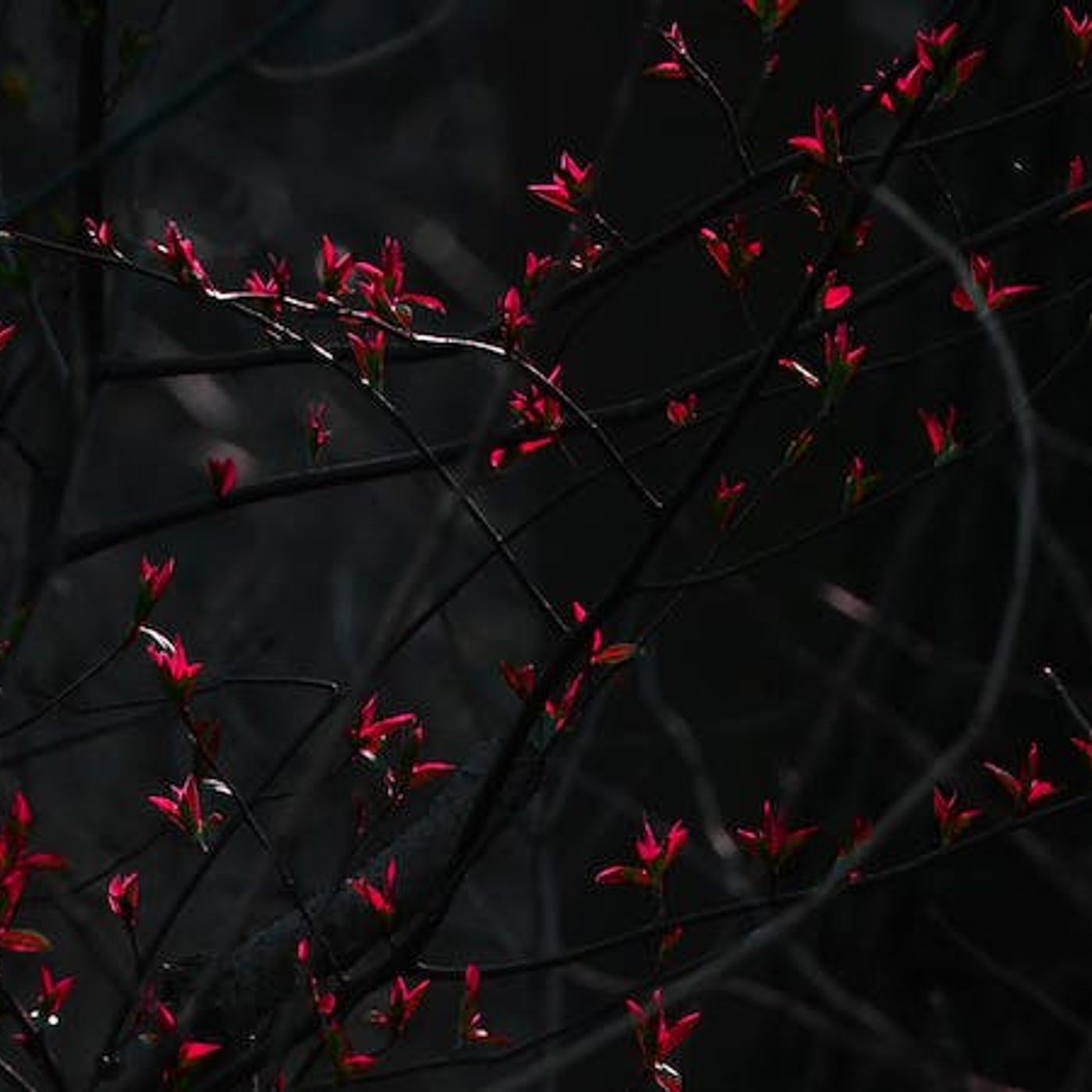 Critical Race Theory, Part 2: The Root Problem