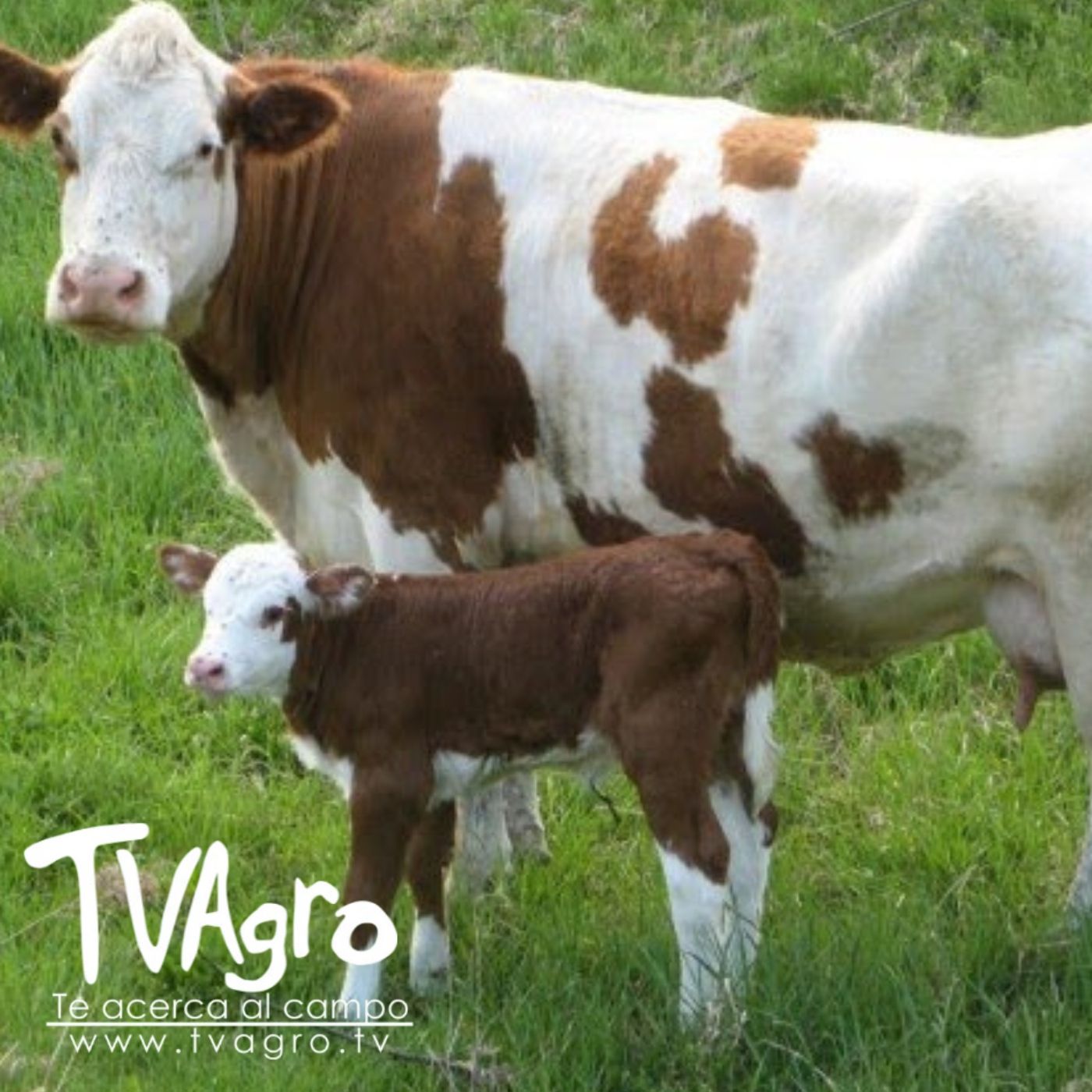 TV AGRO