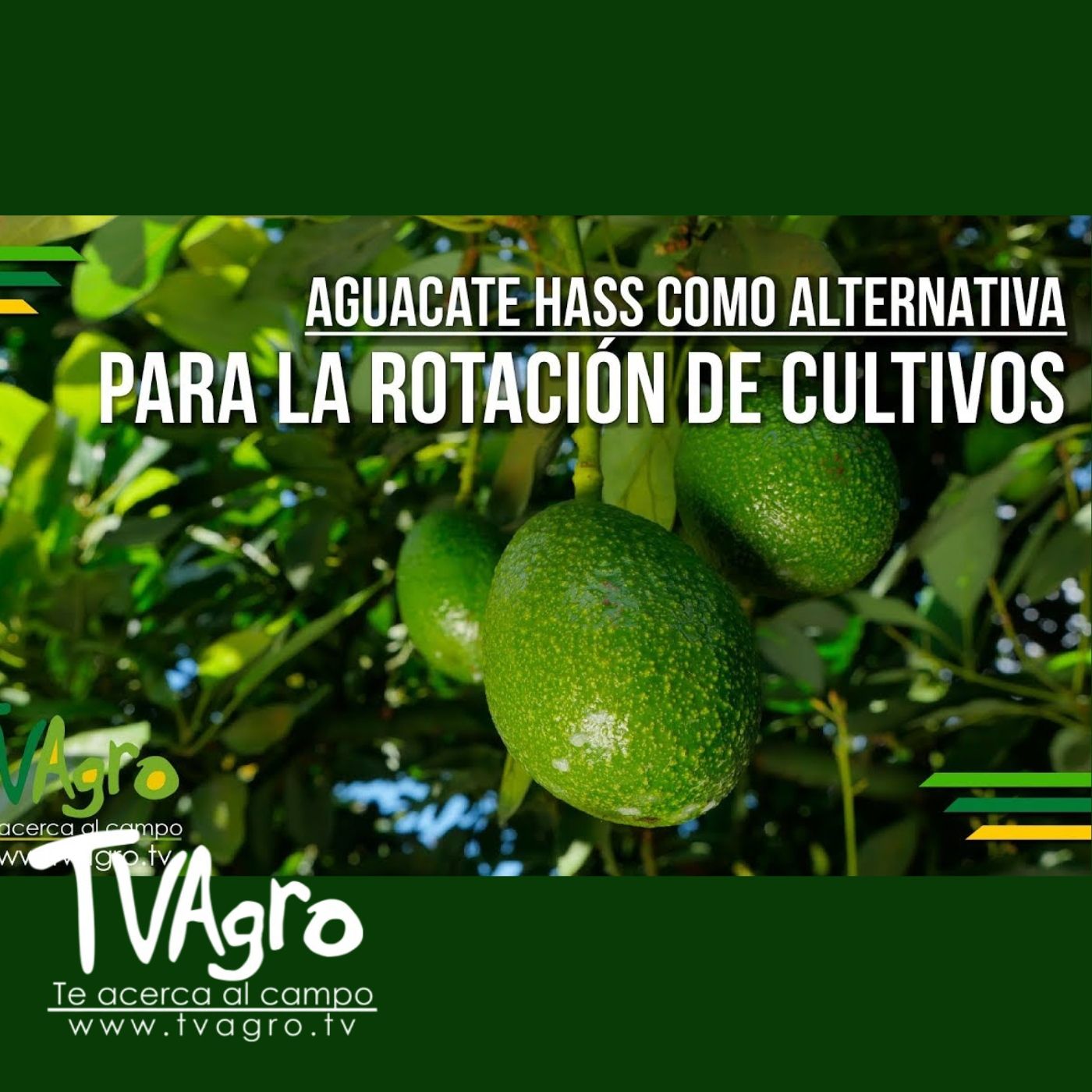TV AGRO