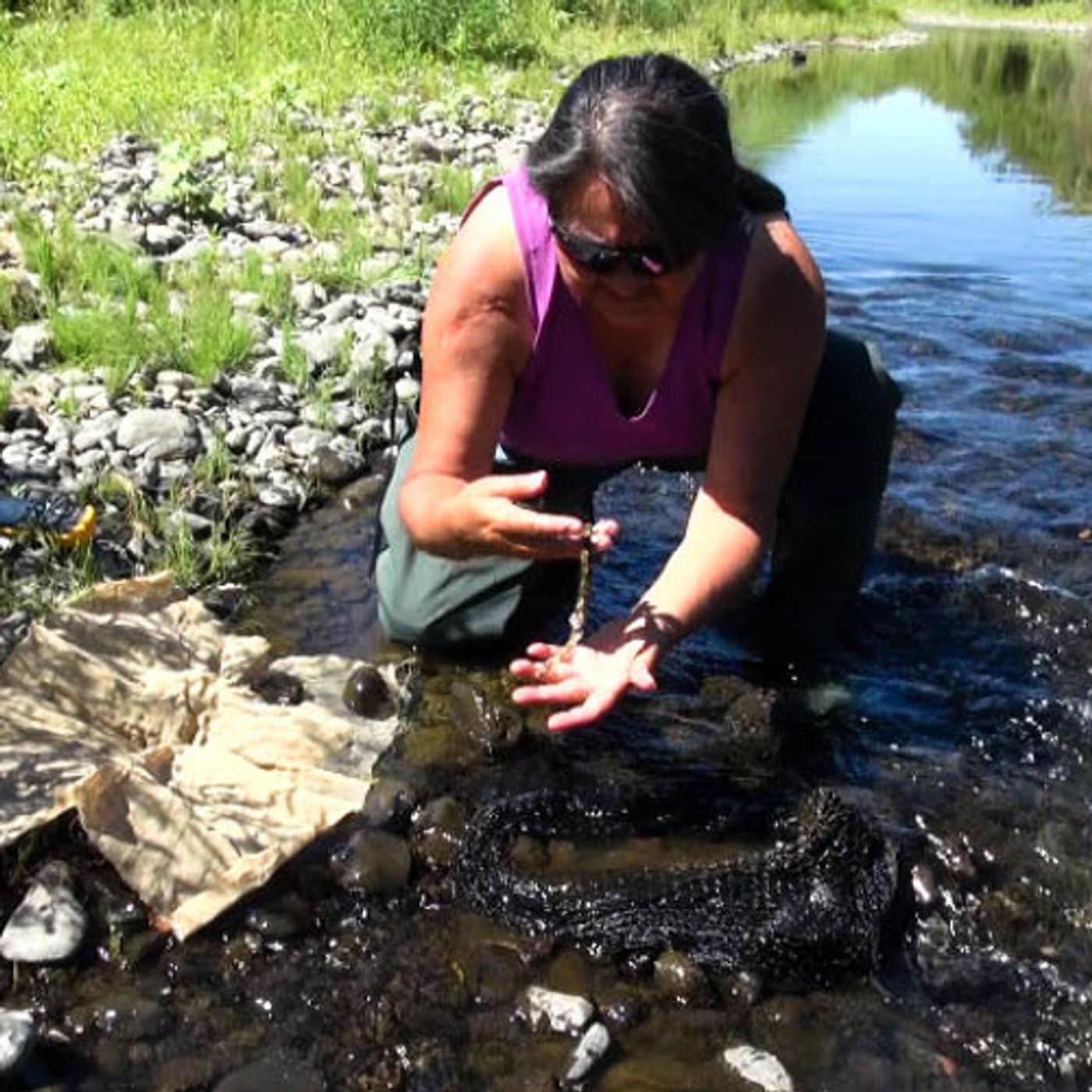 How Pacific Lamprey Could Help Nourish Streams episode artwork