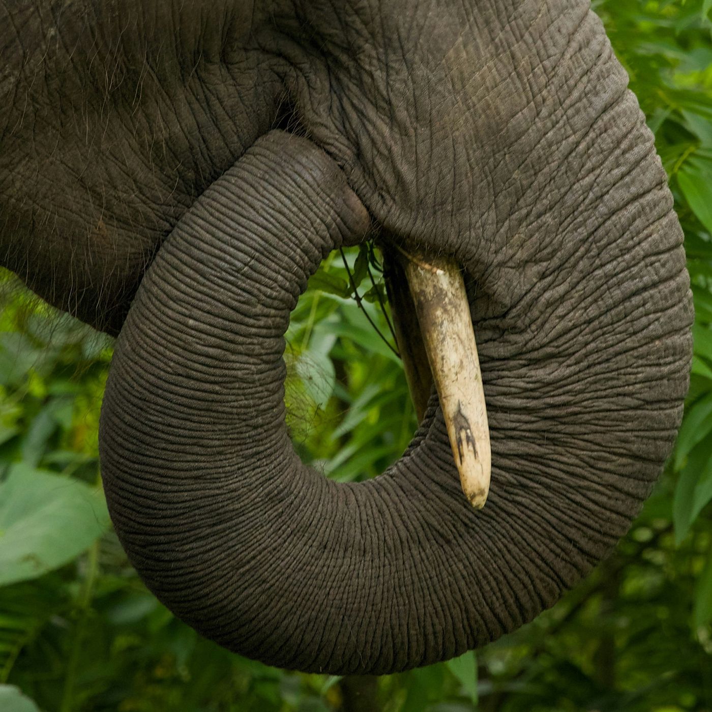 Cuando el elefante camina podcast artwork