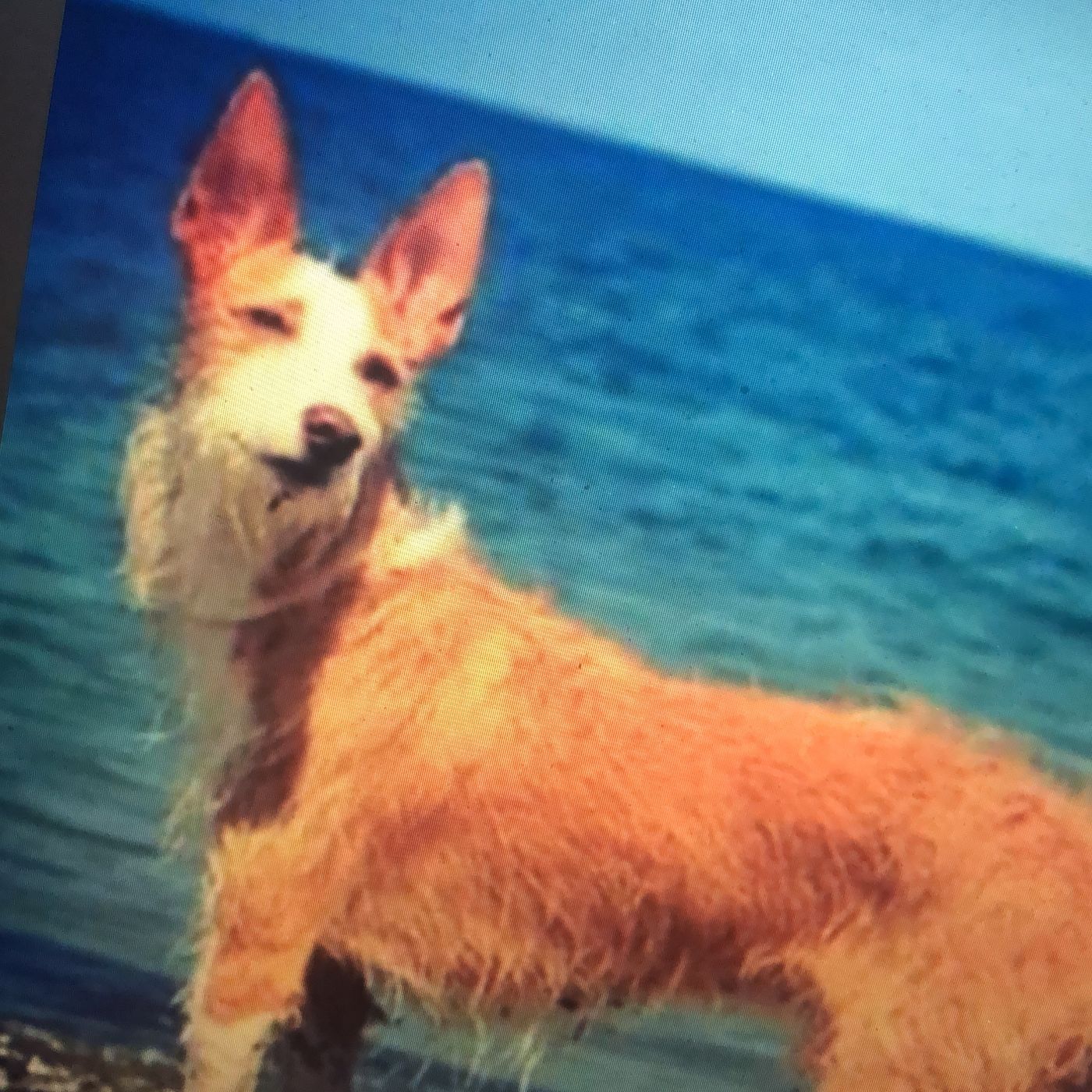 EL PERRO QUE LADRA SEGUIDO EN EL BALCÓN