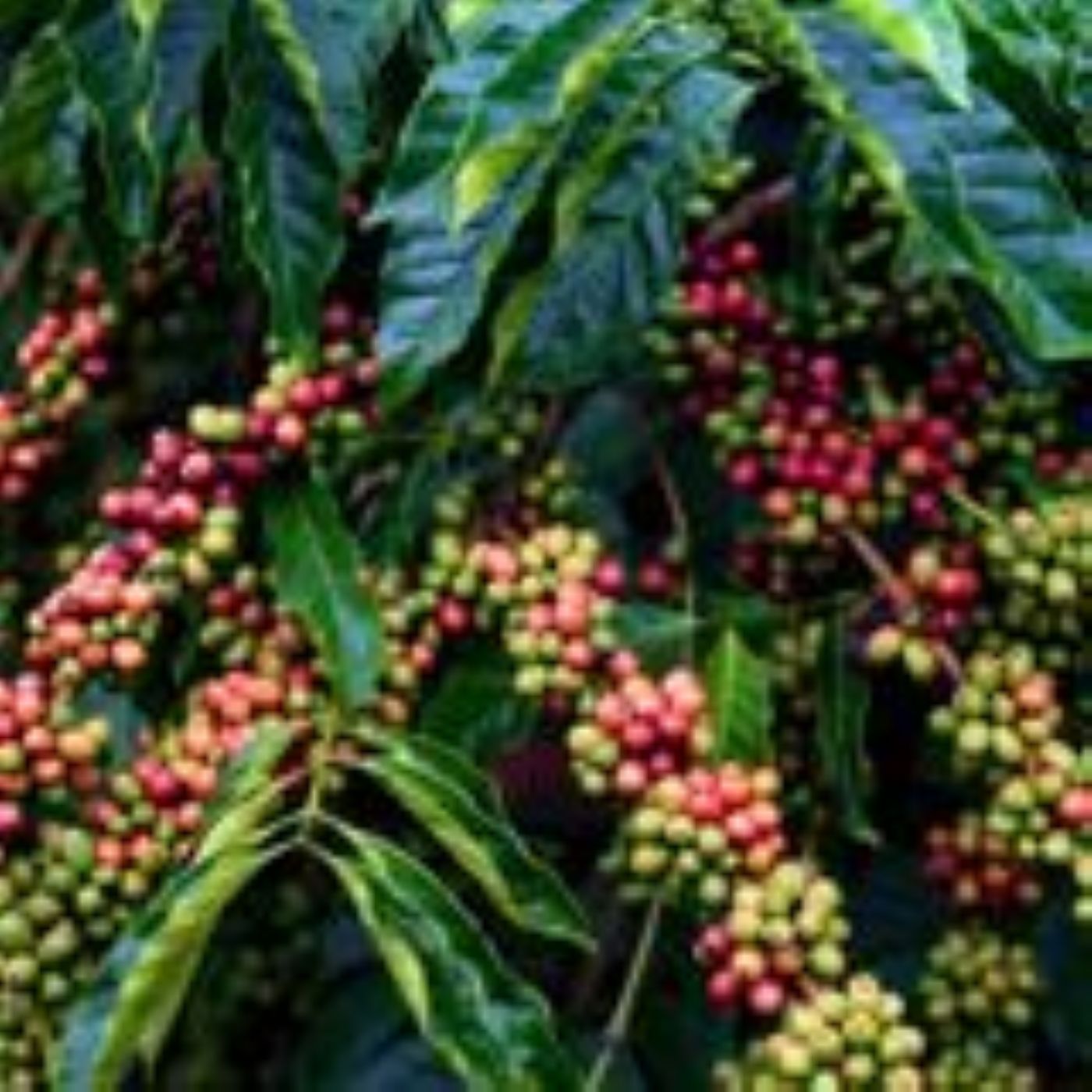 Café Conilon: safra recorde pressiona preços e exportações | BB Cast Agro – 25/02/2026