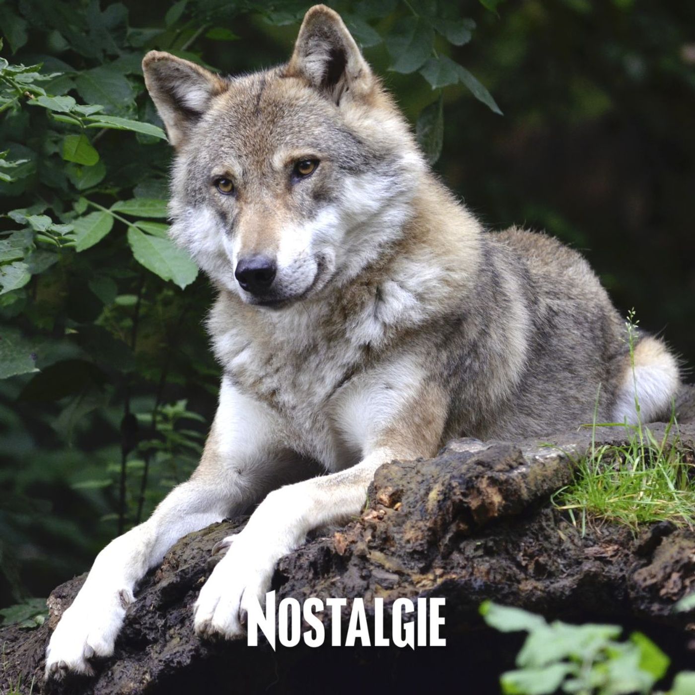 Scarlett Johansson et Adam Driver recrutés pour effrayer les loups episode artwork