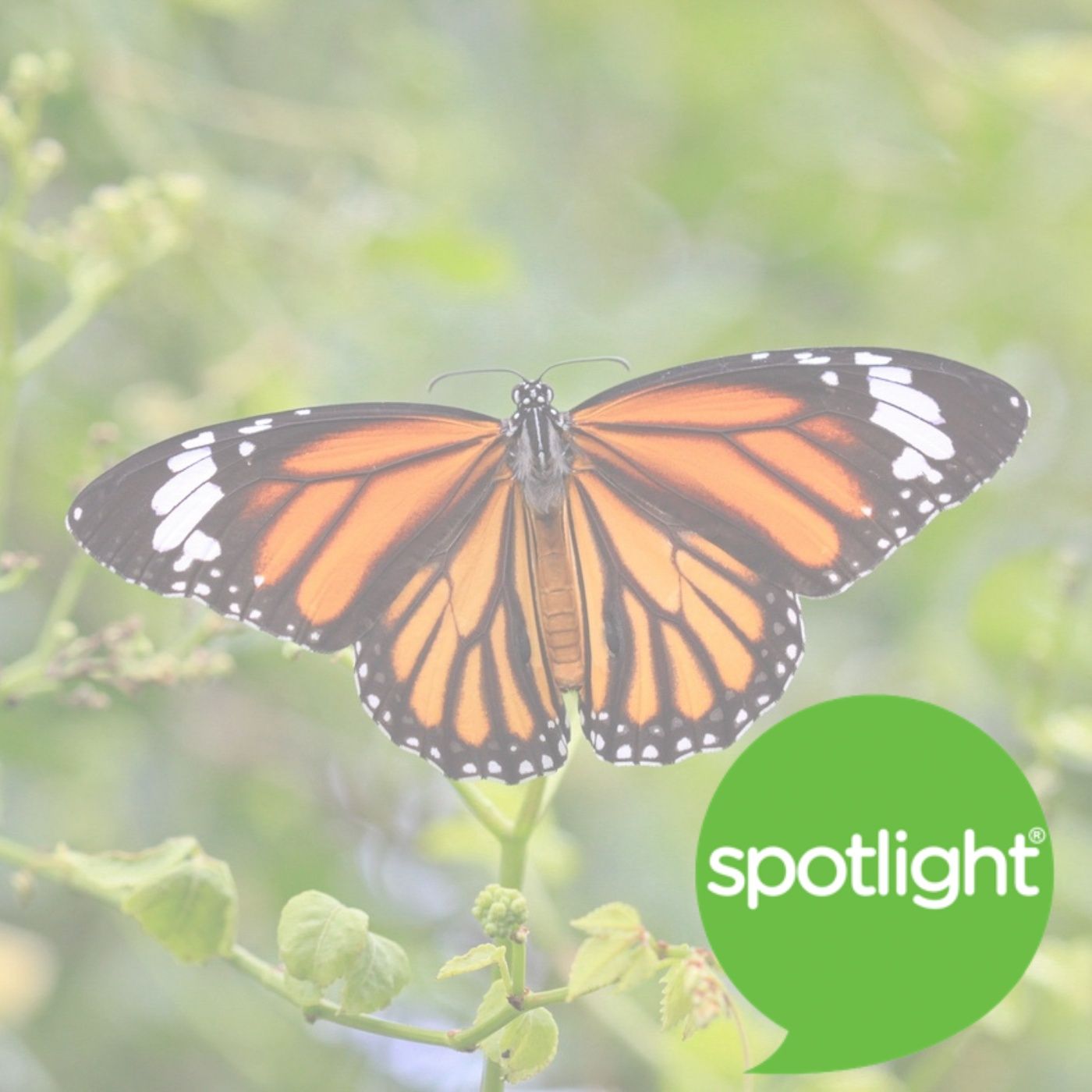 Save The Butterflies