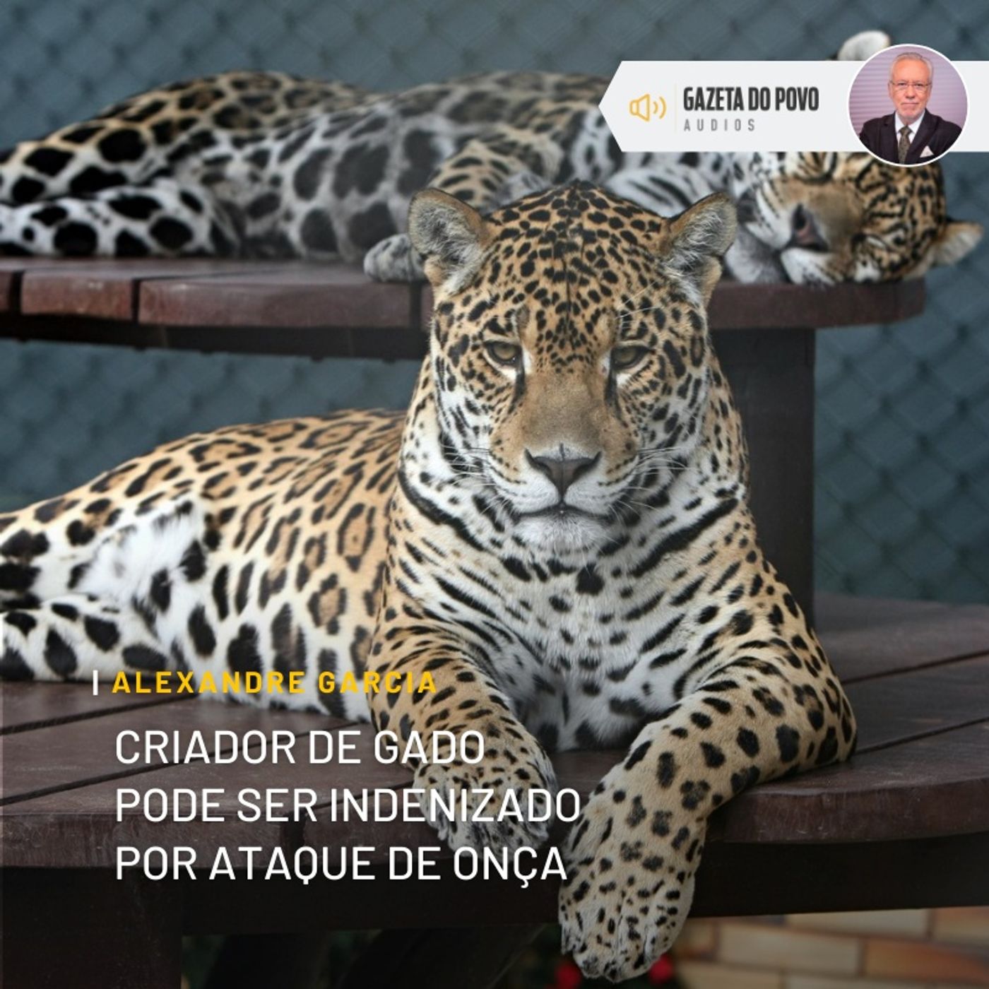 Criador de gado pode ser indenizado por ataque de onça