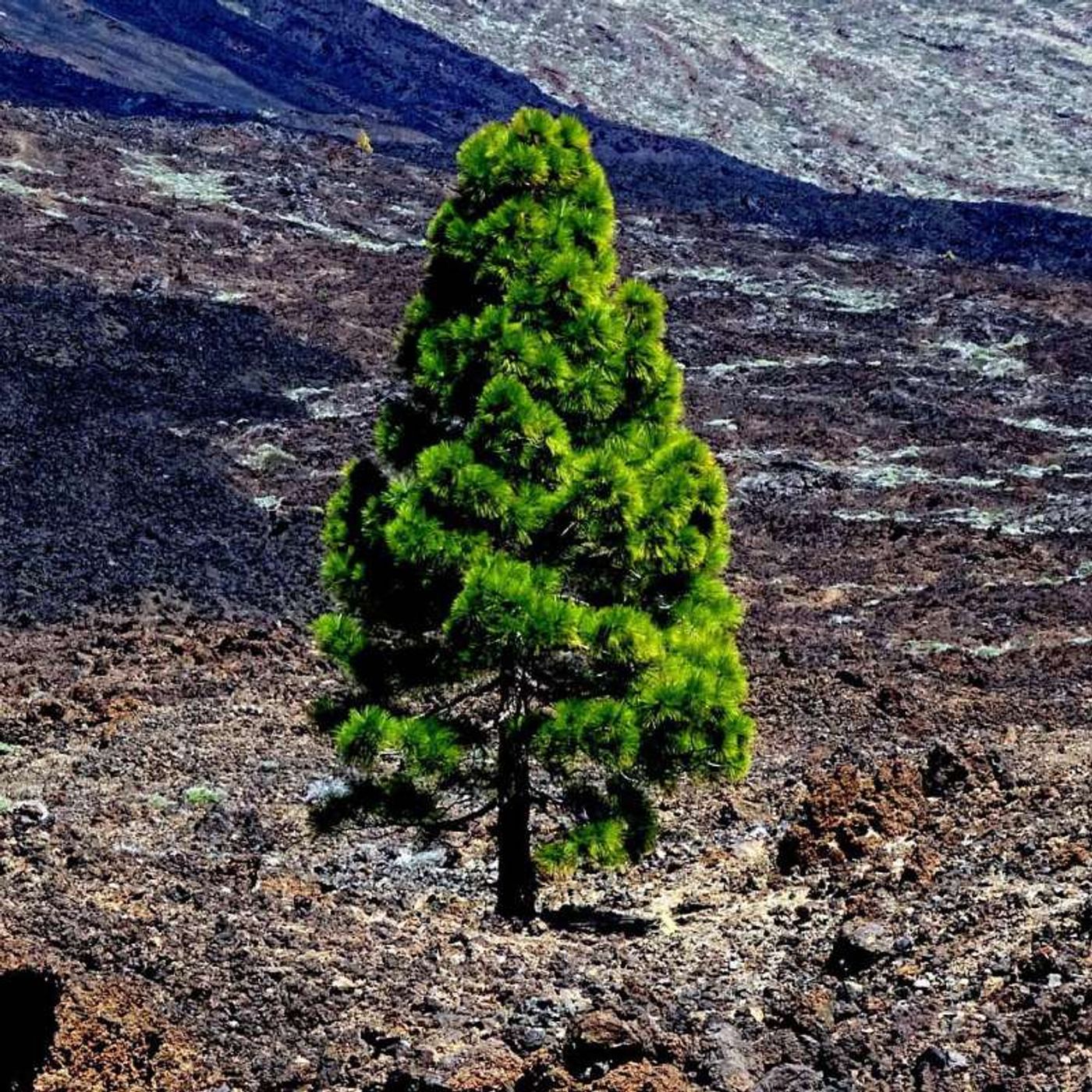 The Legend of the First Christmas Tree