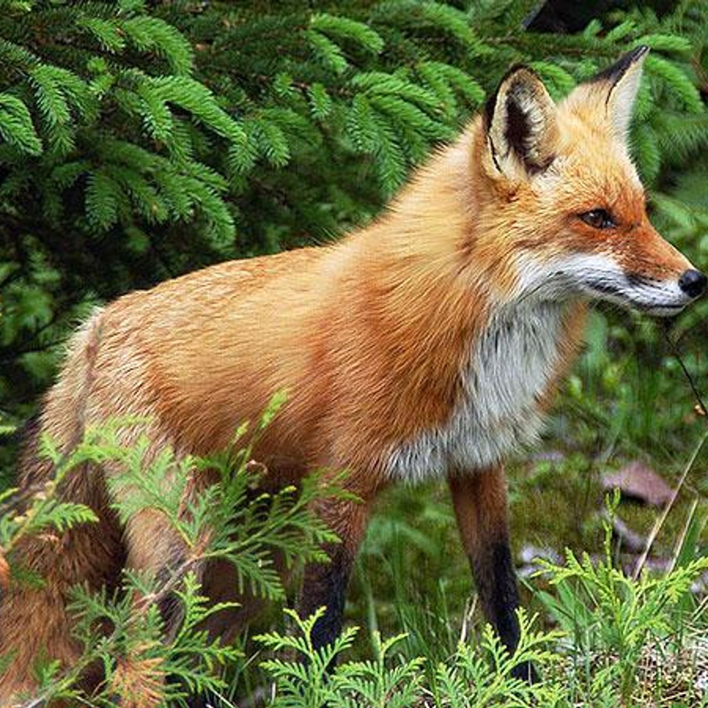 Watch The Children Because Fox Attacked 2 In Dacula