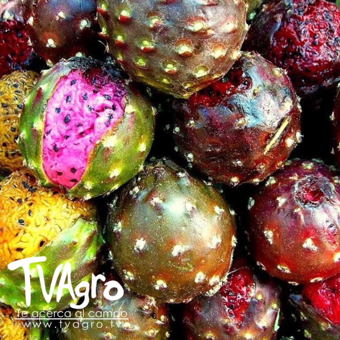TV AGRO