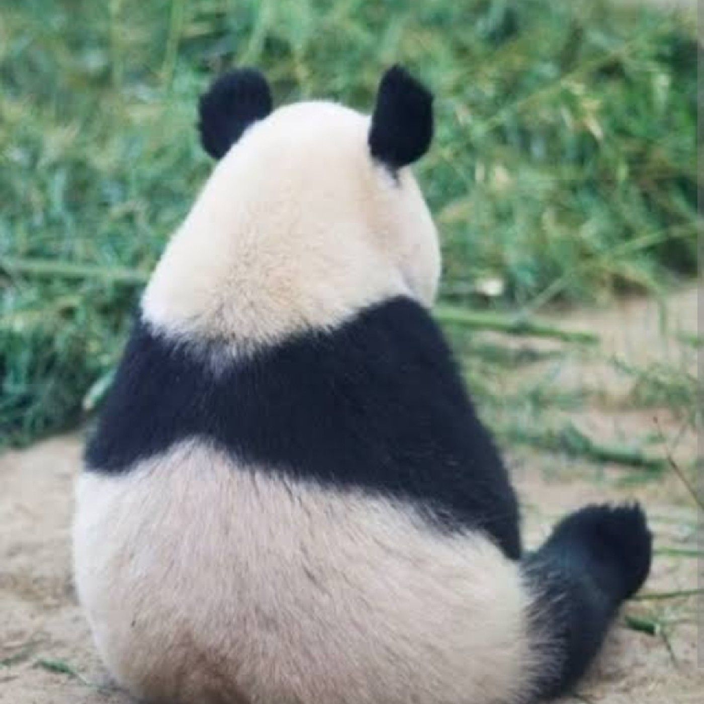 Darvindeber cover art