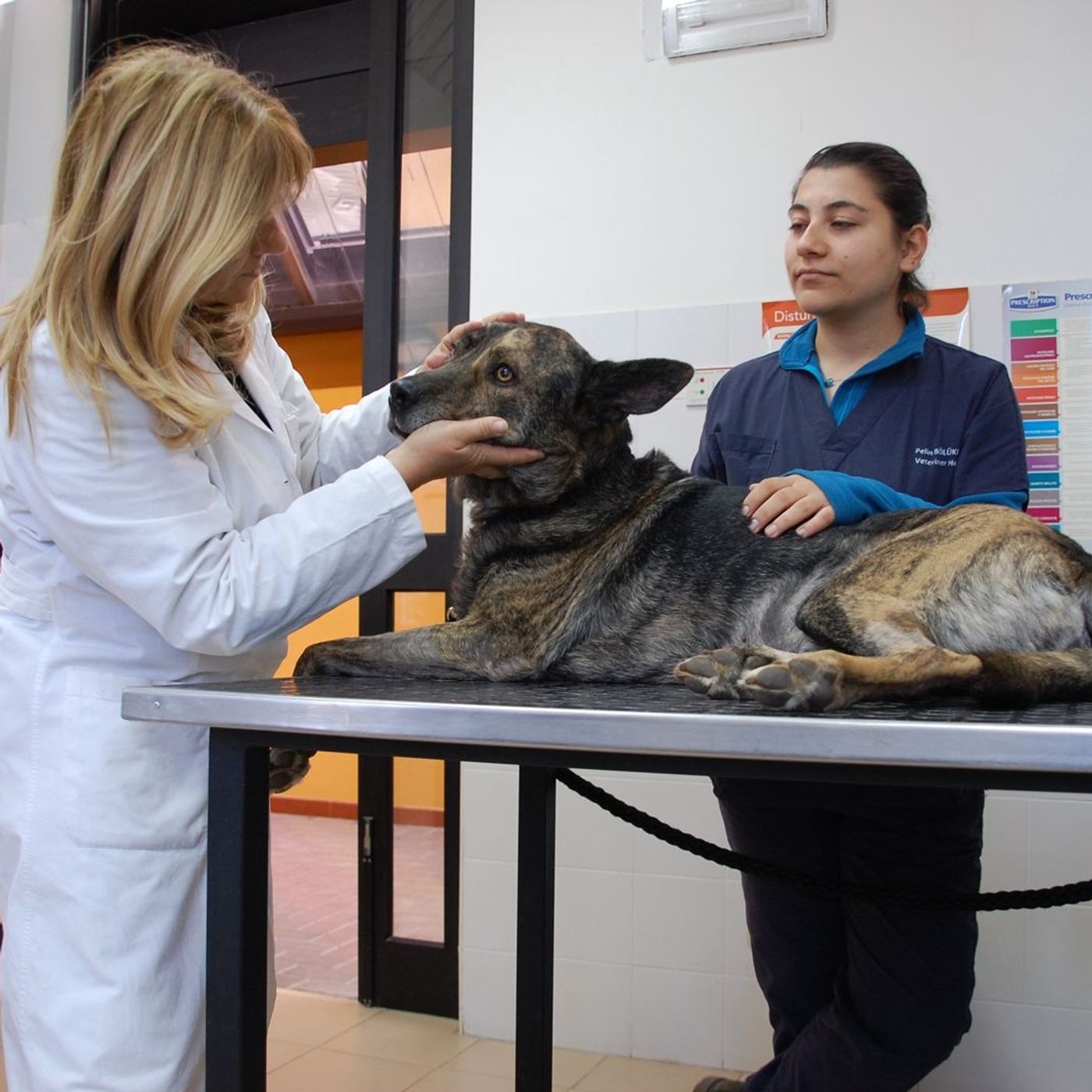 Giornata Nazionale della Prevenzione Veterinaria a Valenzano episode artwork