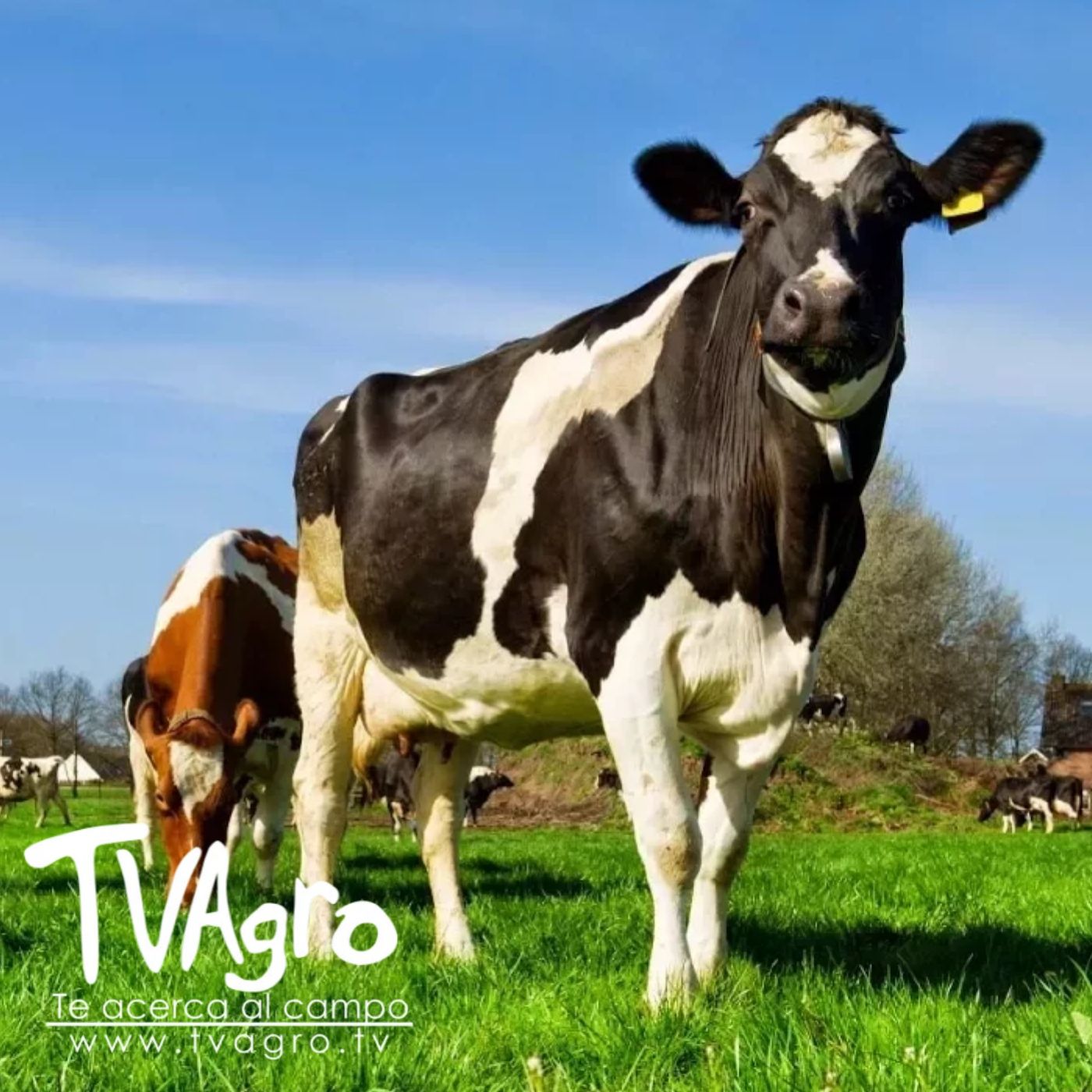 TV AGRO