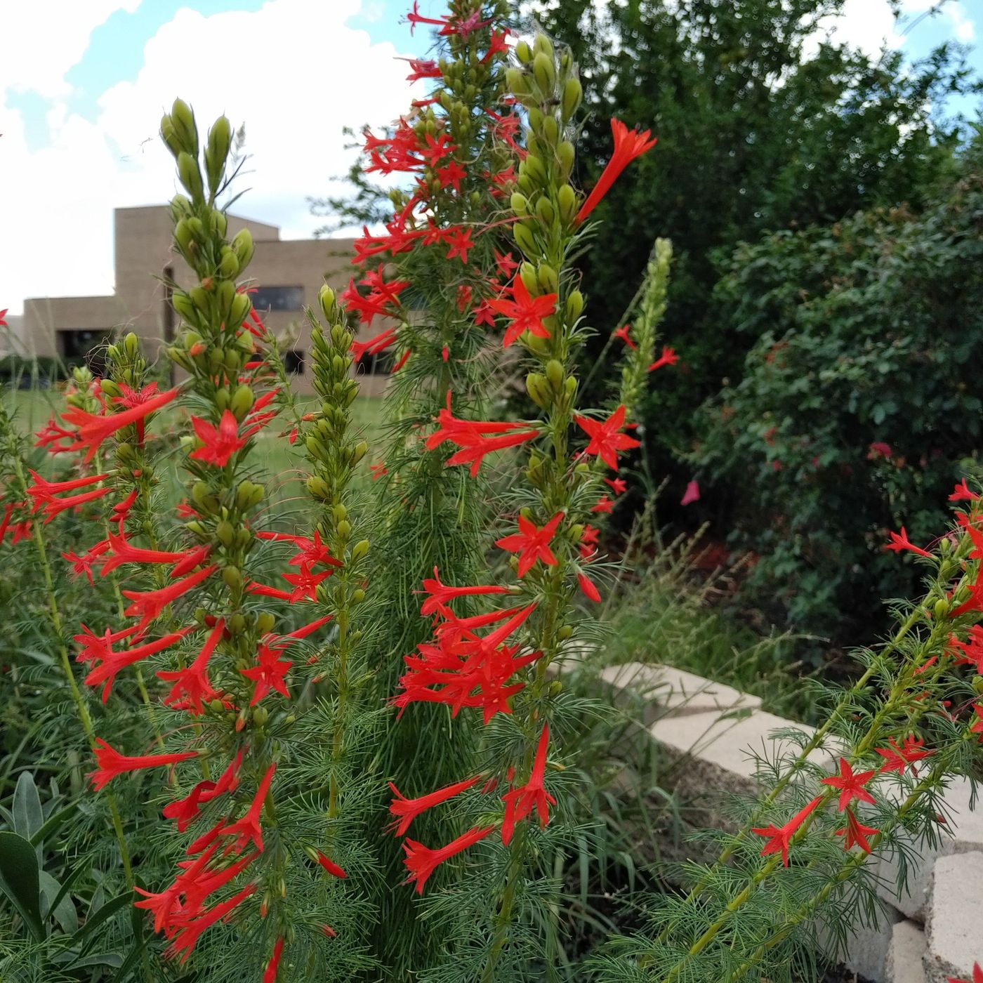 Hey Hey What's Blooming: Standing Cypress