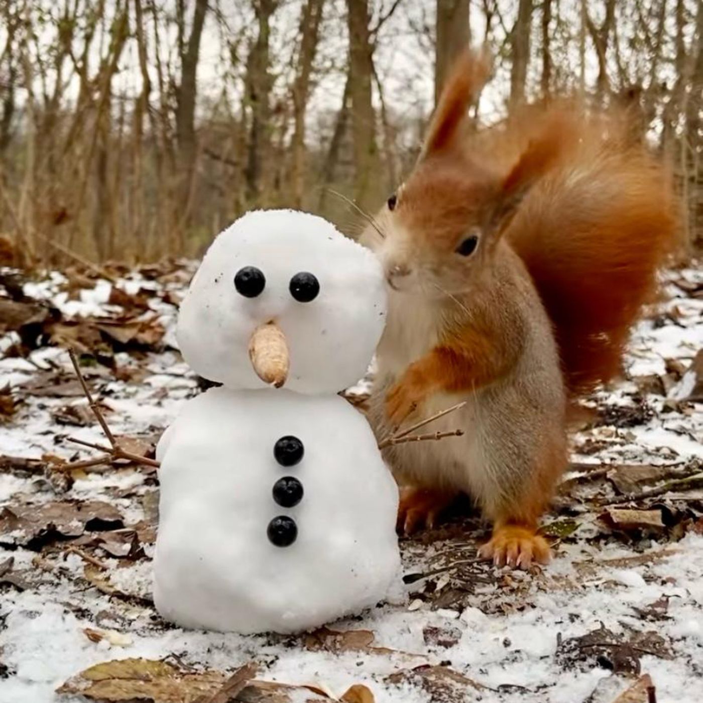La ardilla y el muñeco de nieve
