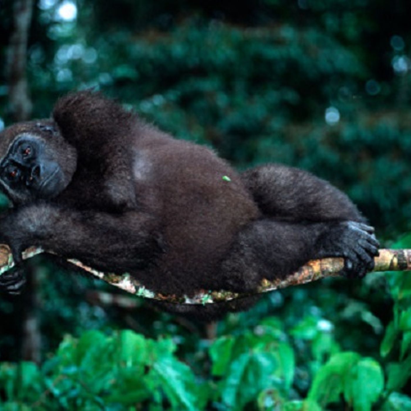 Woman with gorilla in her tree seeks help (Joke of the Day) episode artwork