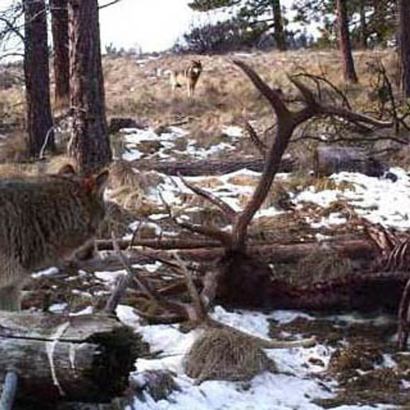 Washington Confirms 'Wenatchee Wolf Pack' episode artwork