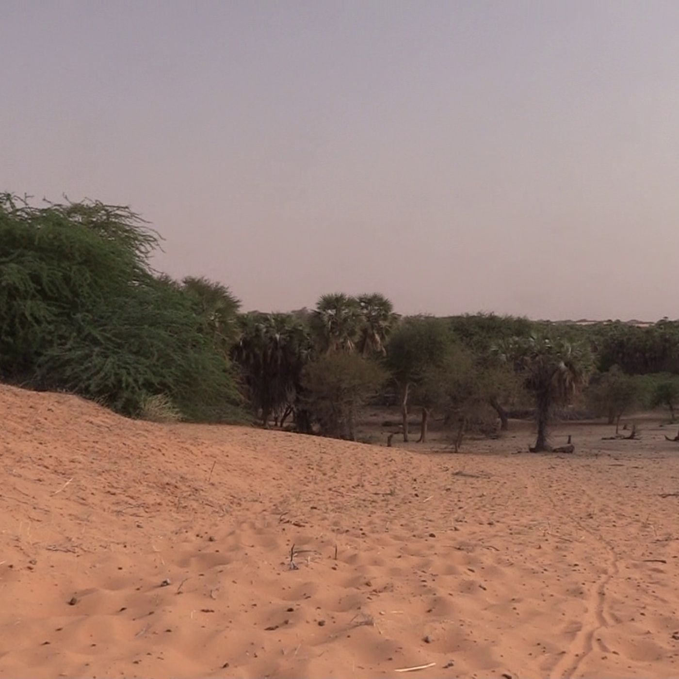 À Goudoumaria, les cuvettes oasiennes soutiennent l’agriculture toute l’année (Le Niger sur Kalangou) episode artwork