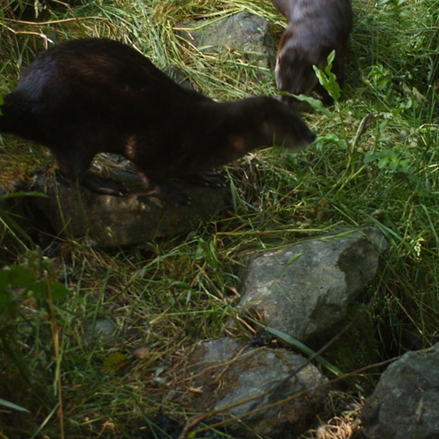 Otters  Connect the Elwha's Salmon to the Olympics' Forests episode artwork