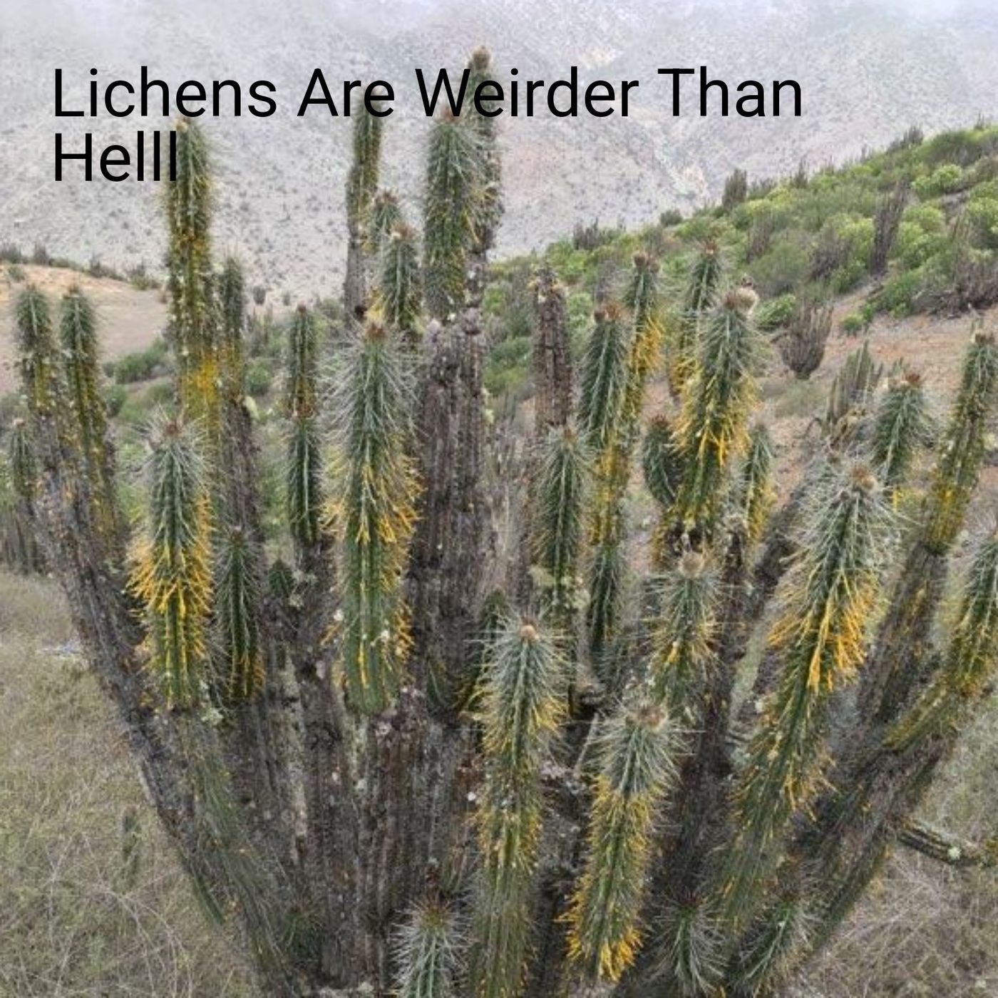 Lichens Are Weirder Than Helll