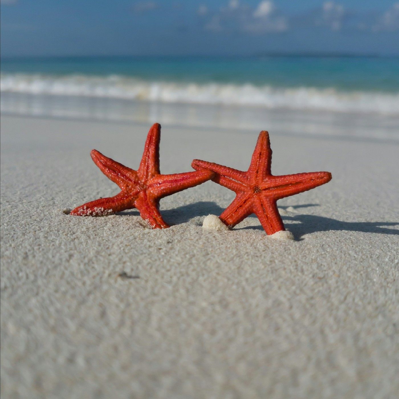 Las Estrellas del mar episode artwork