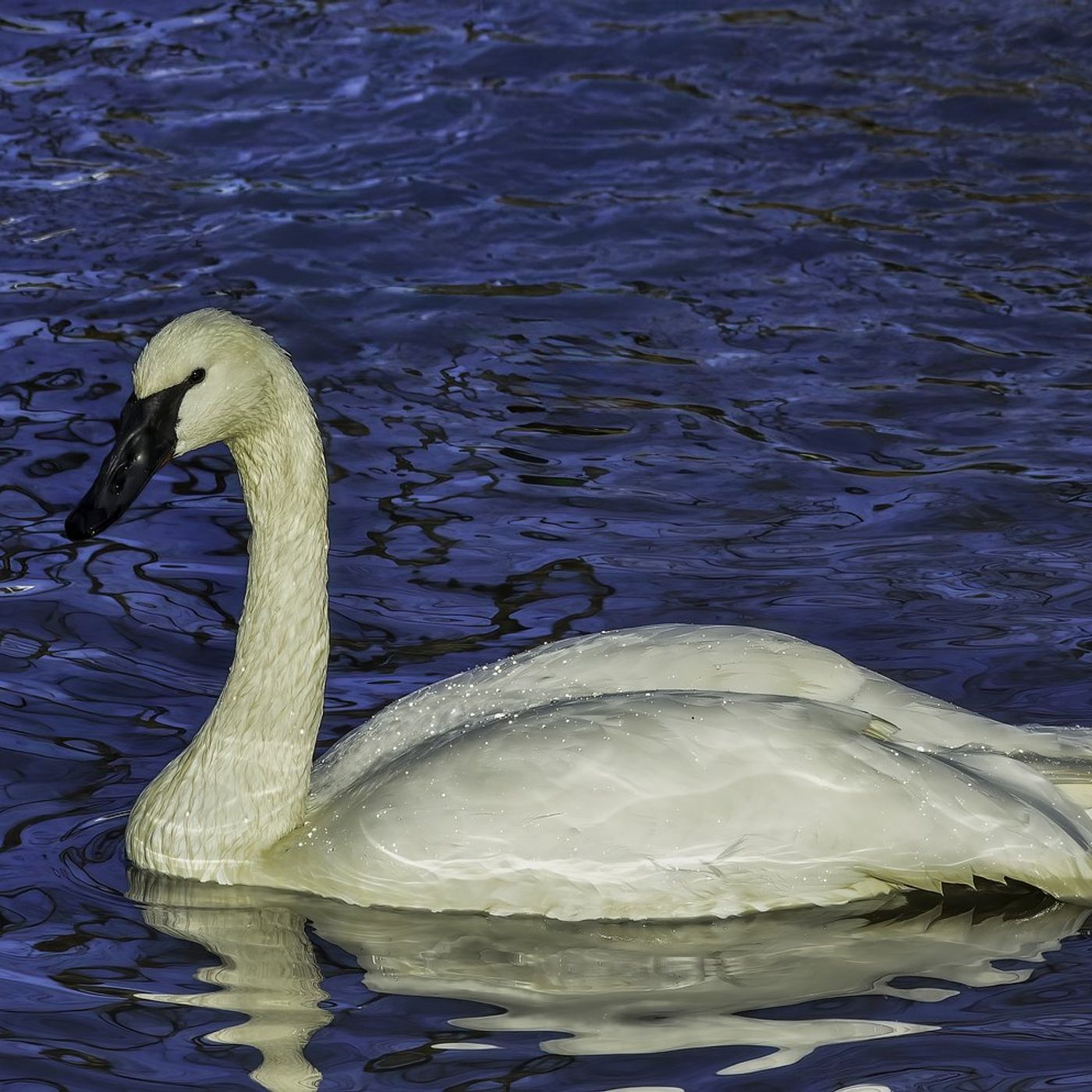 Wildlife lovers excited for resurgence of wild swans along restored Fox River episode artwork