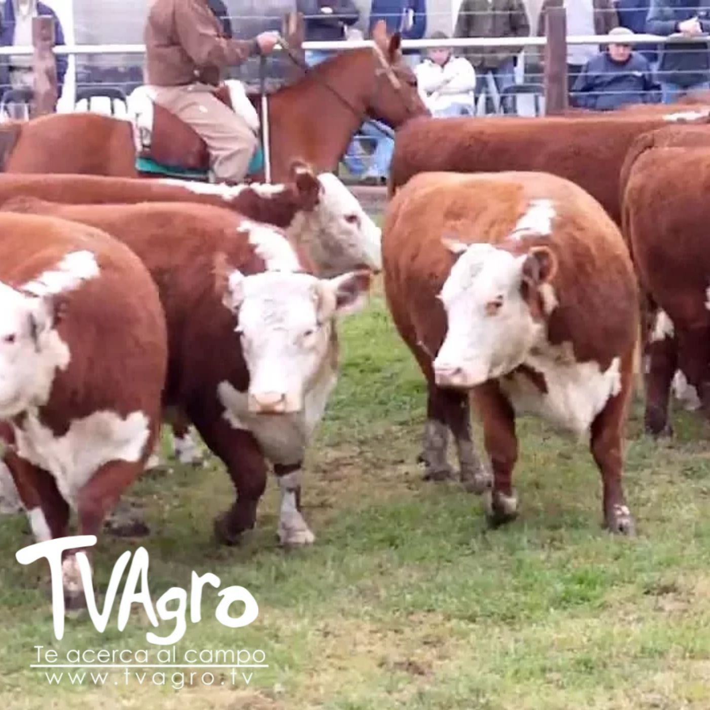 TV AGRO