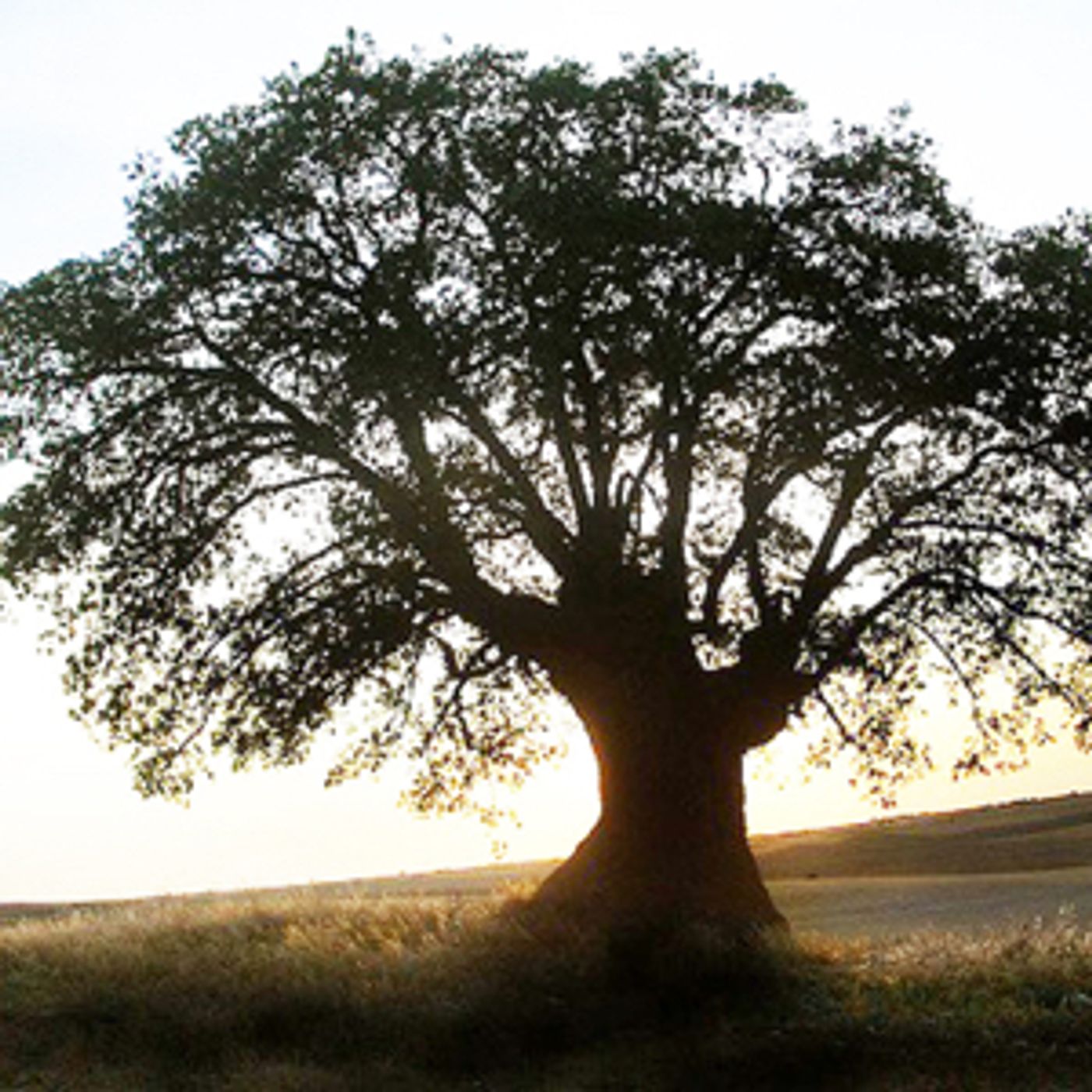 Héctor Garzón\'s Reflexiones