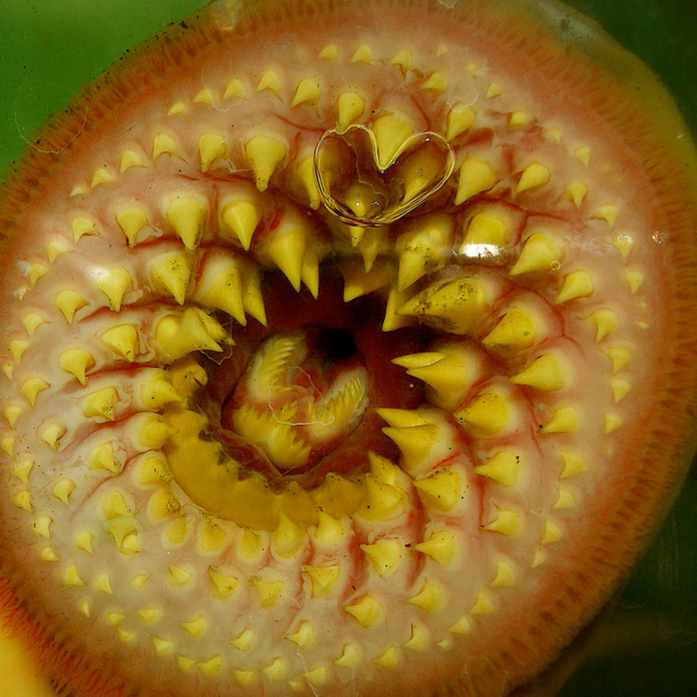 O que hai que escoitar