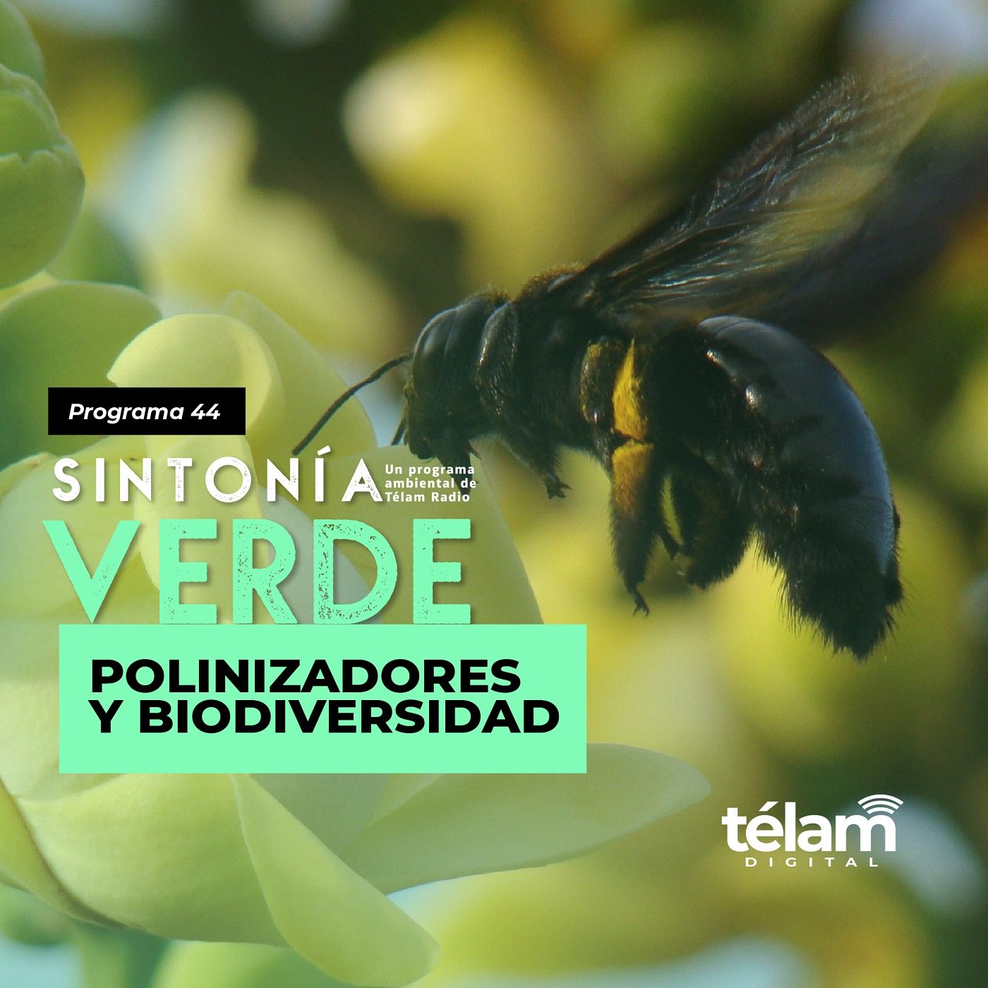 cover of episode Polinizadores y biodiversidad
