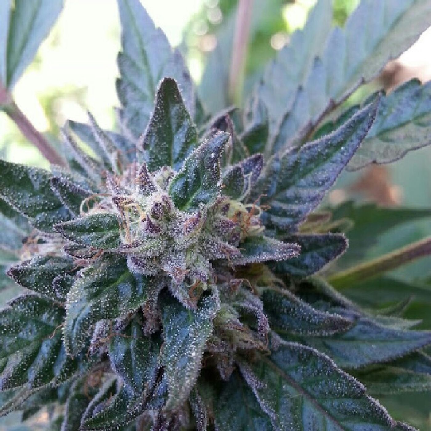 Cannabis Industry episode artwork