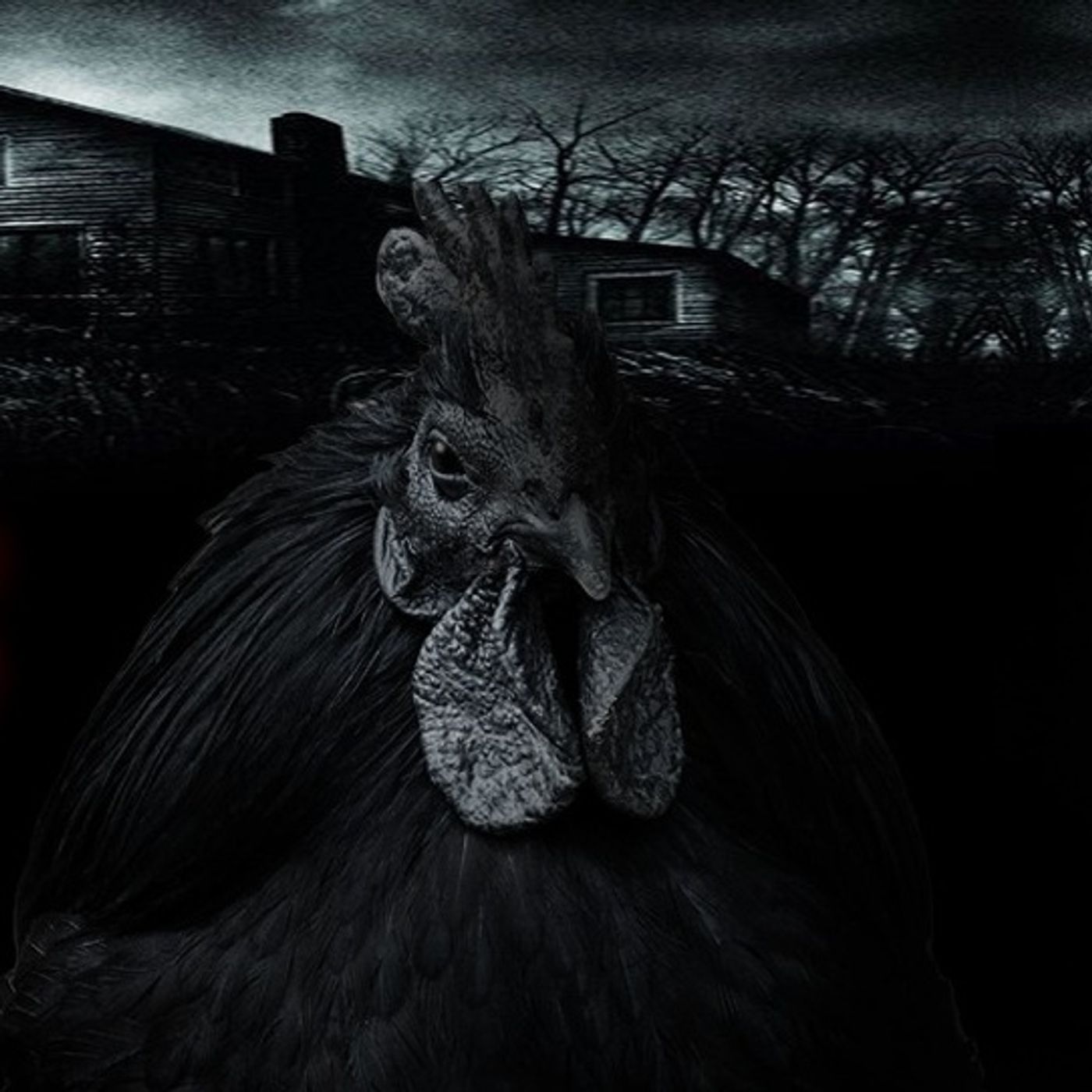 Gallinas Negras (BRUJERIA) Historias De Terror - REDE