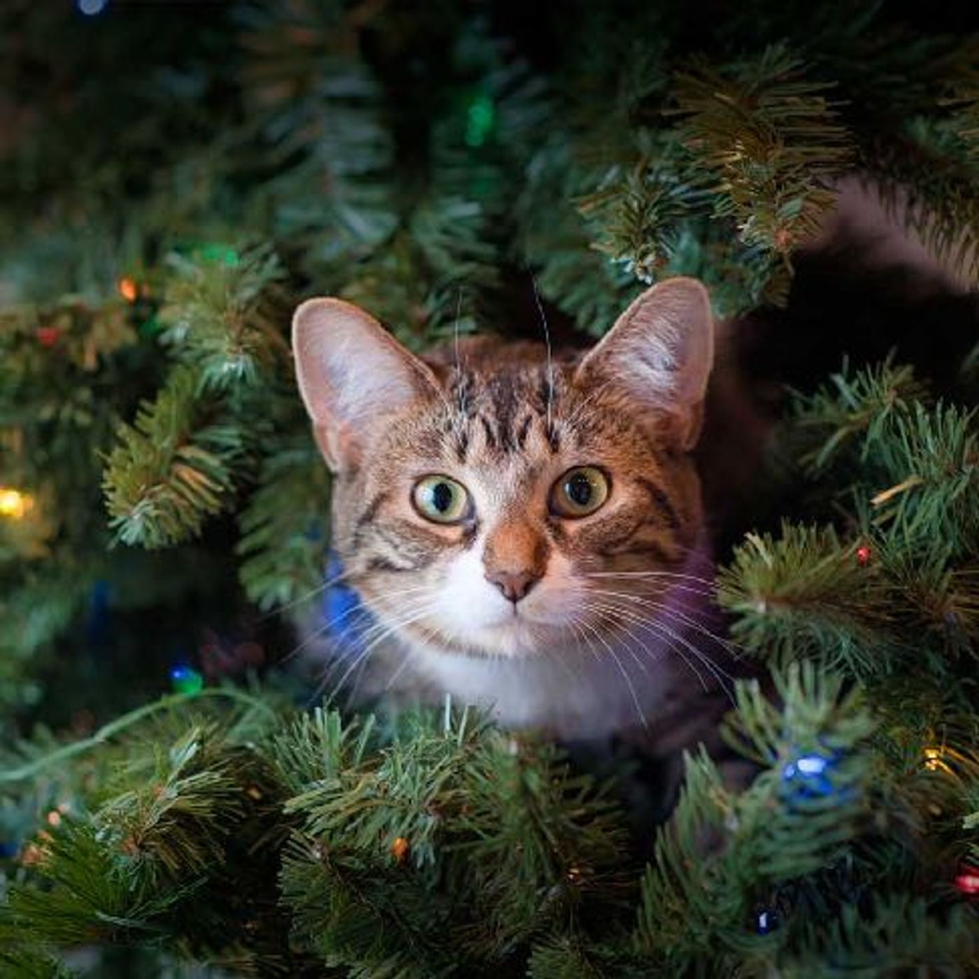 Enpa Speciale Natale - I consigli per decorazioni a prova di pet