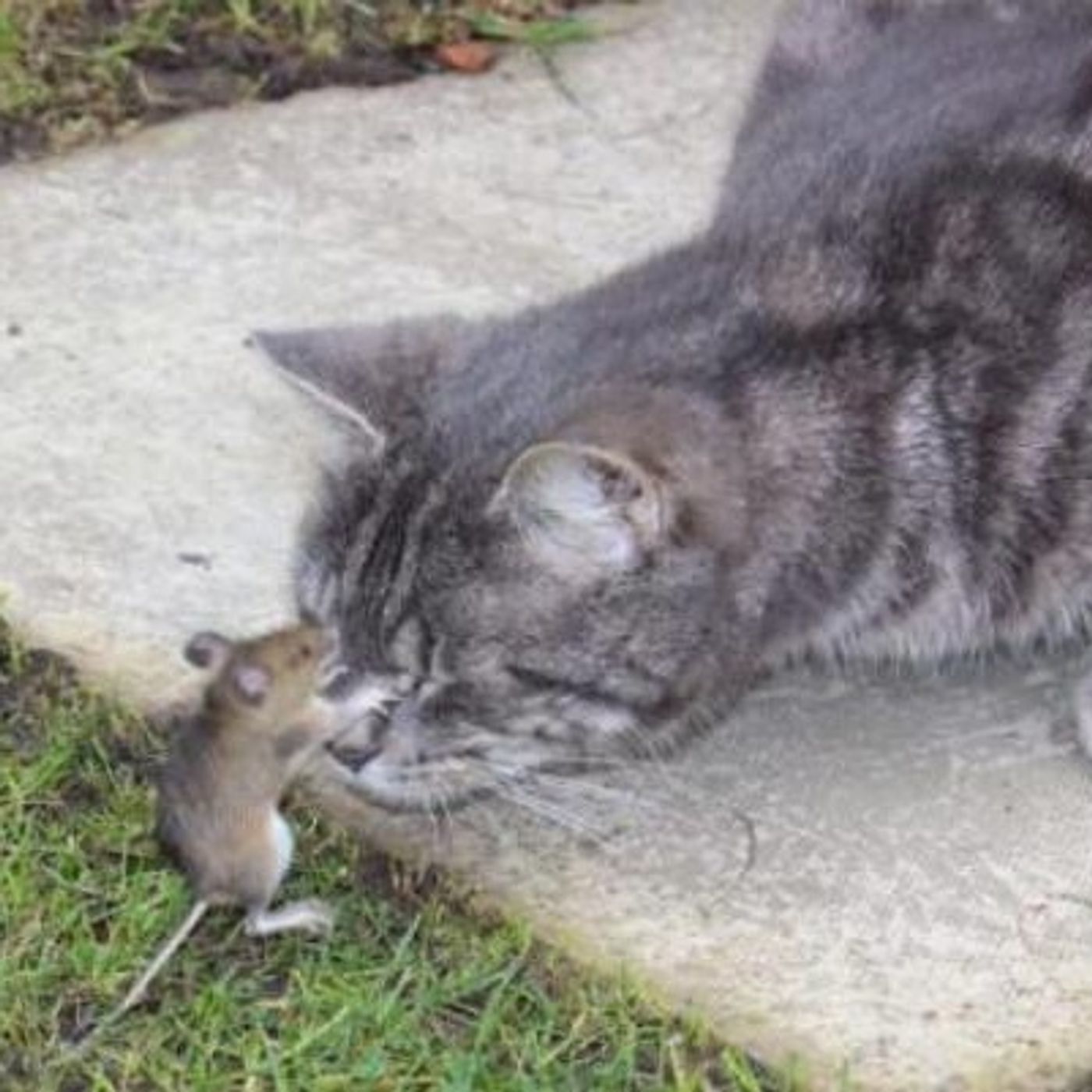 Lektion 281:  Ich kann durch nichts verletzt werden als durch meine Gedanken. episode artwork