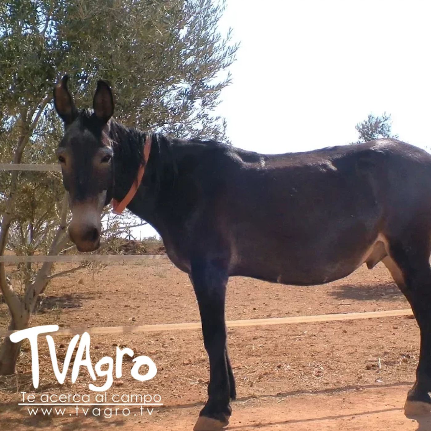 TV AGRO