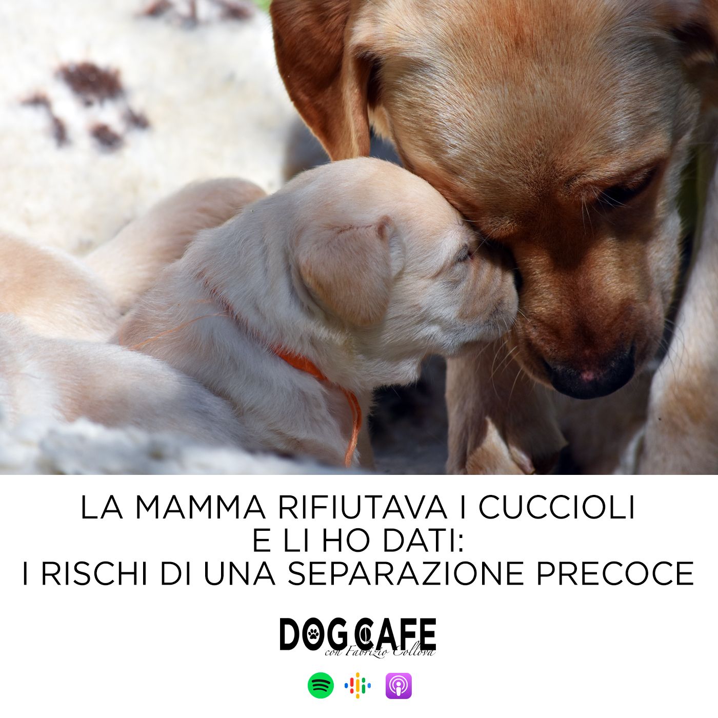 Dog Cafe Podcast