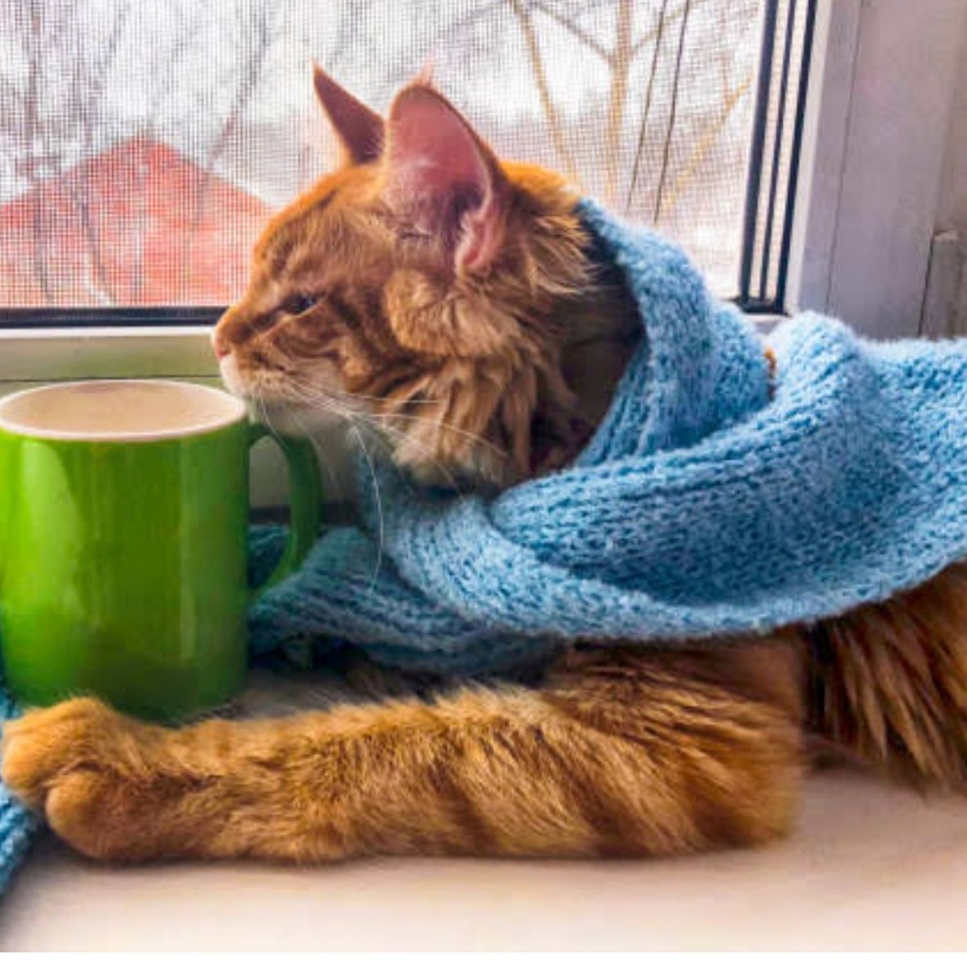 My Cat Has The Sniffles!