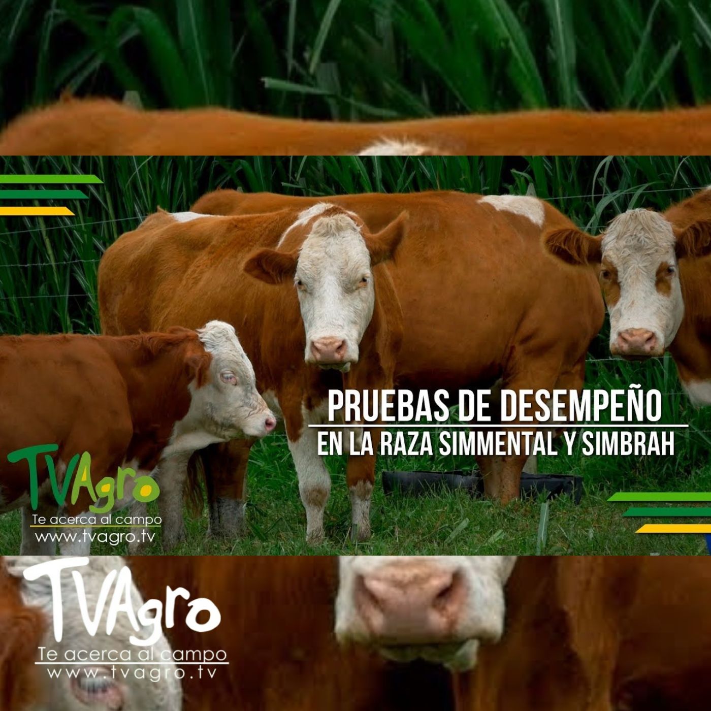 TV AGRO