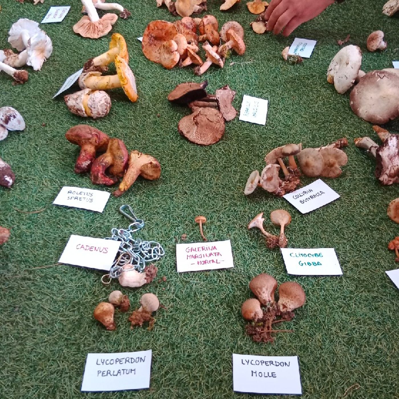 Jornada micológica - Las Plantas episode artwork