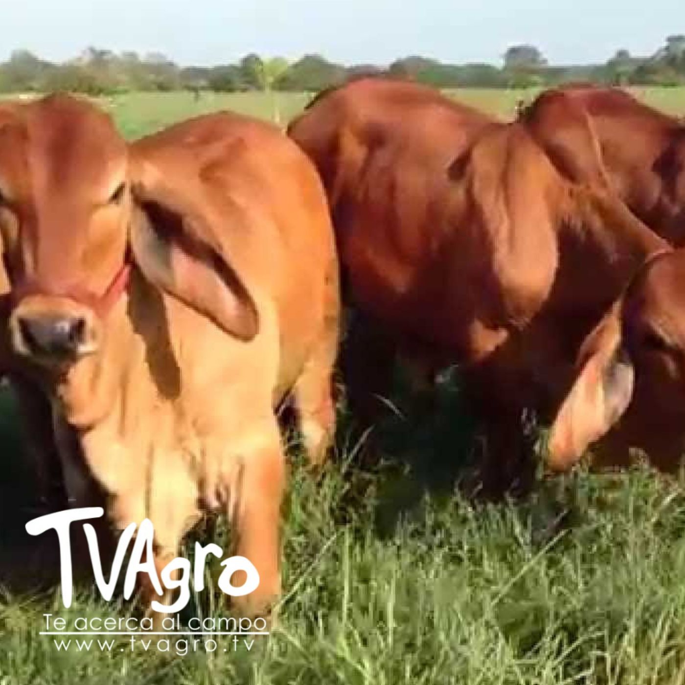 TV AGRO