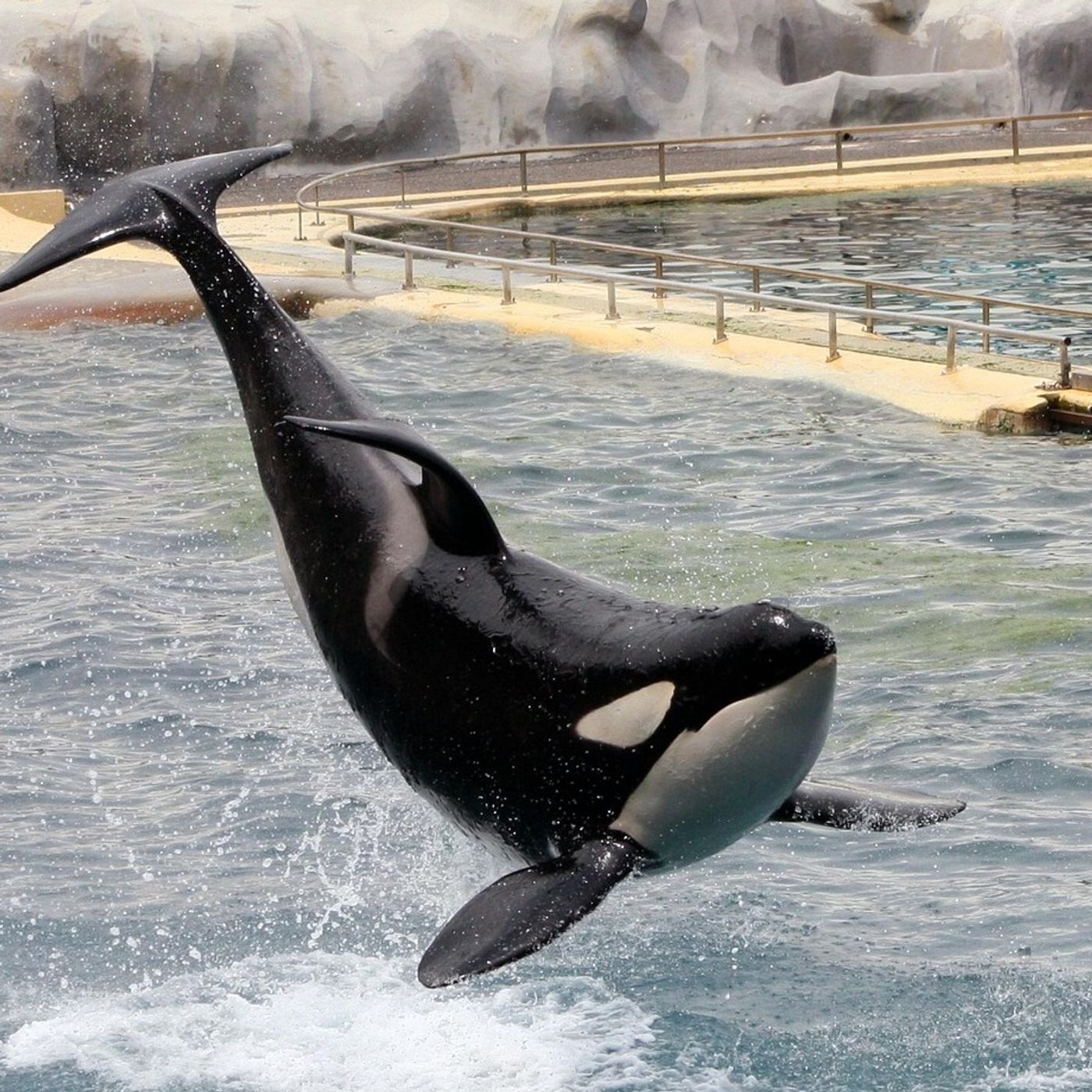 Nizza24 venerdì 19 dicembre: Influenza Mancano i Vaccini - Il Destino delle Orche di Marineland - Météo Week-End