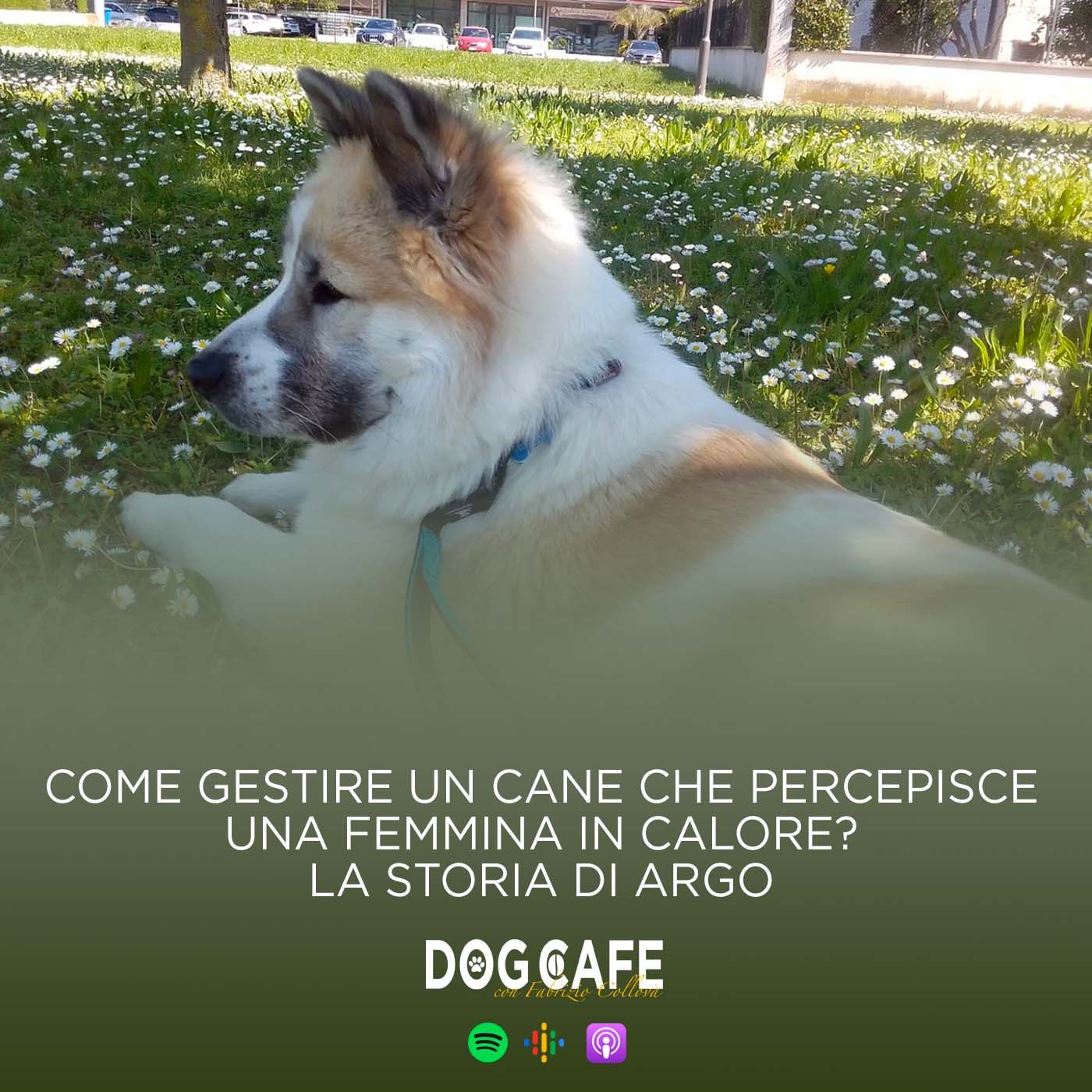 105 - Come gestire un cane che percepisce una femmina in calore? La storia di Argo.