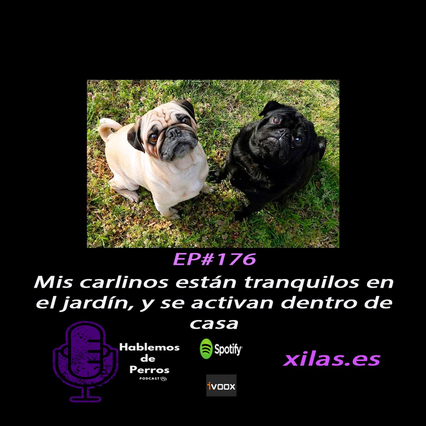 Hablemos de perros
