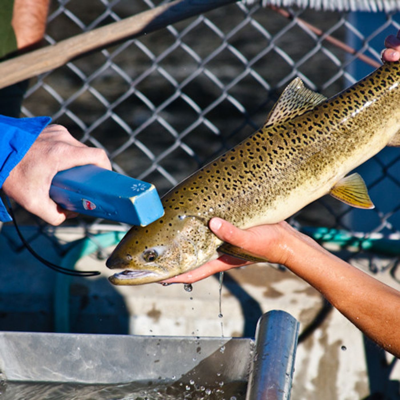 Feds Hope For Collaborative Effort On Salmon Long-Term Planning episode artwork