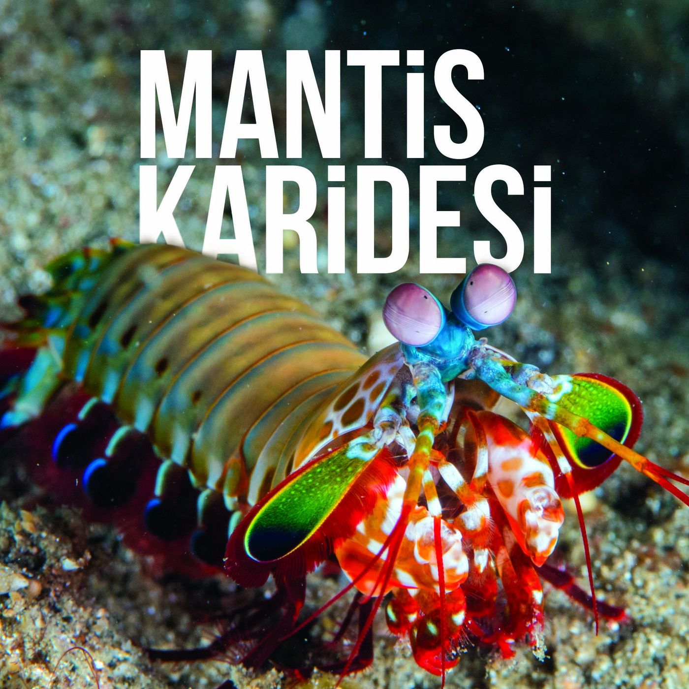 Mantis Karidesi episode artwork