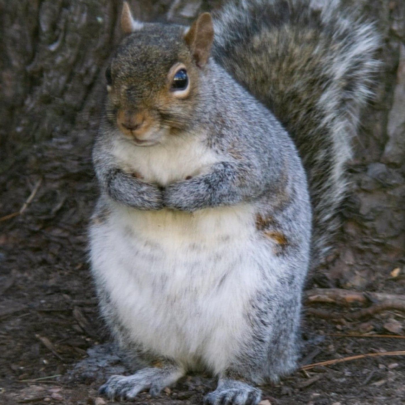 Nutflix