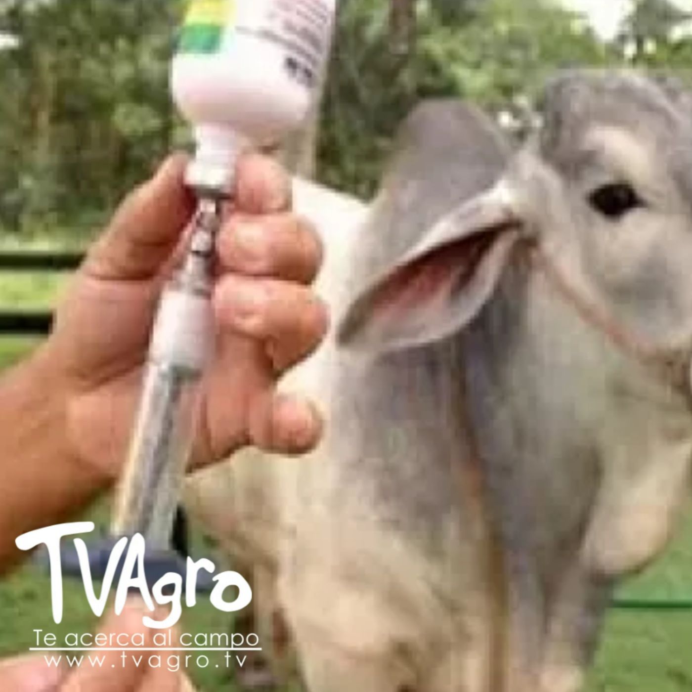 TV AGRO