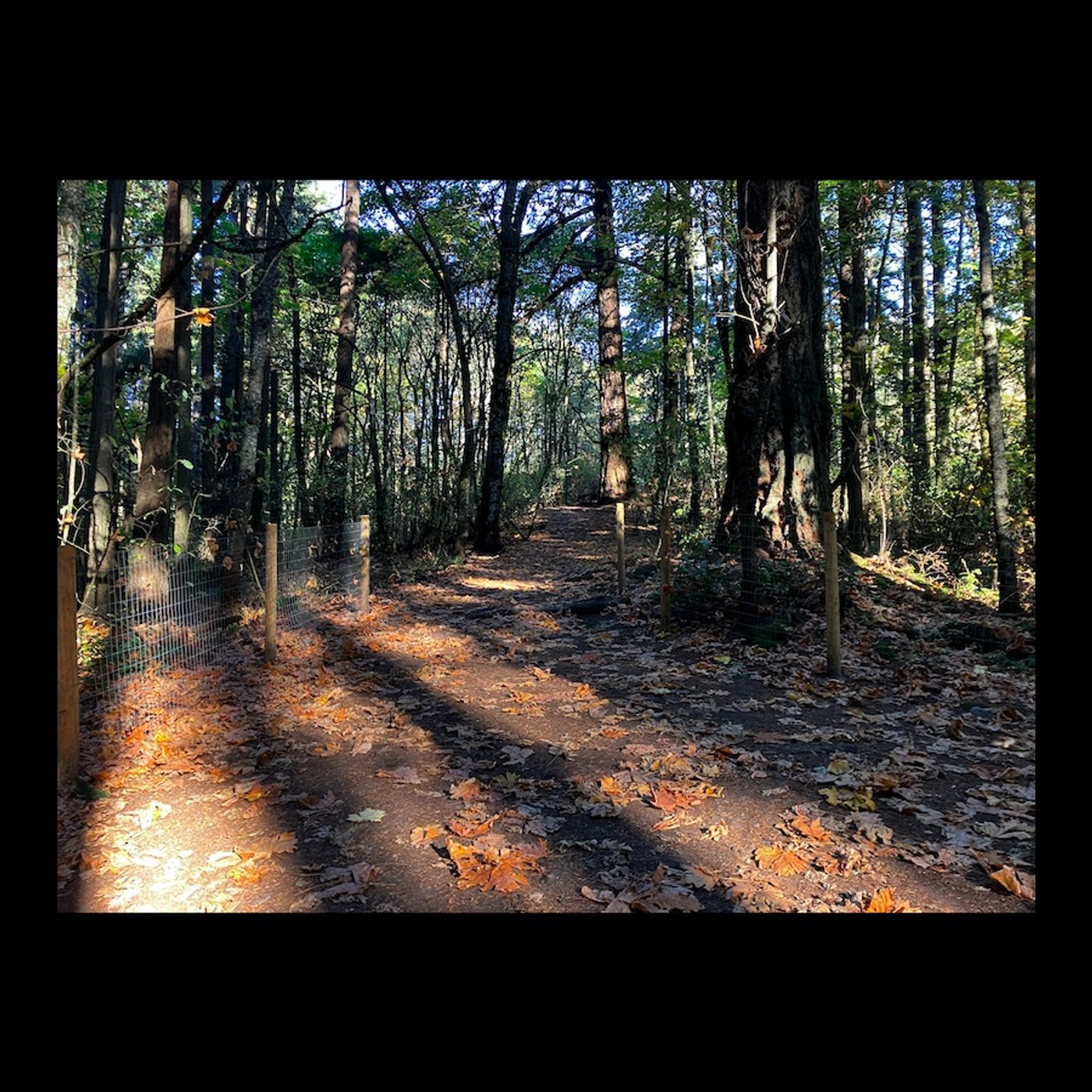 The Browny Gold Trails episode artwork