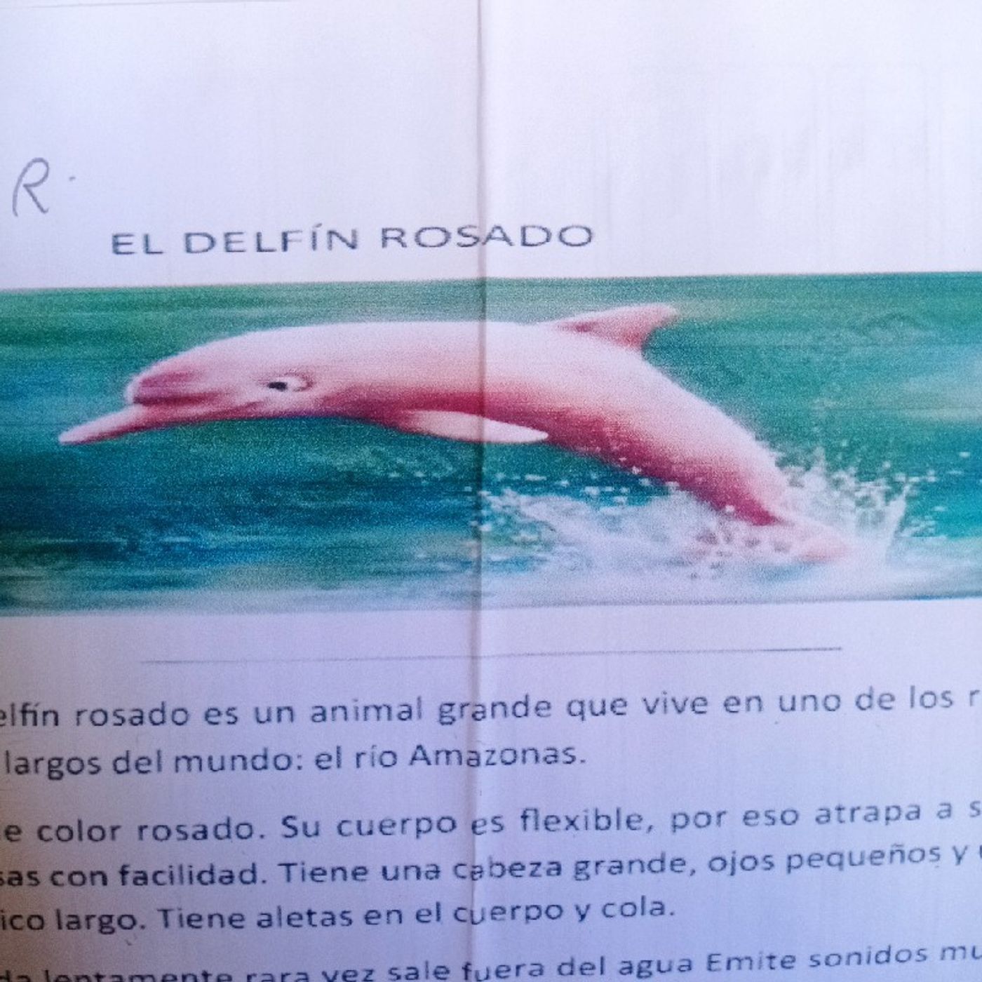 El Delfín Rosado episode artwork