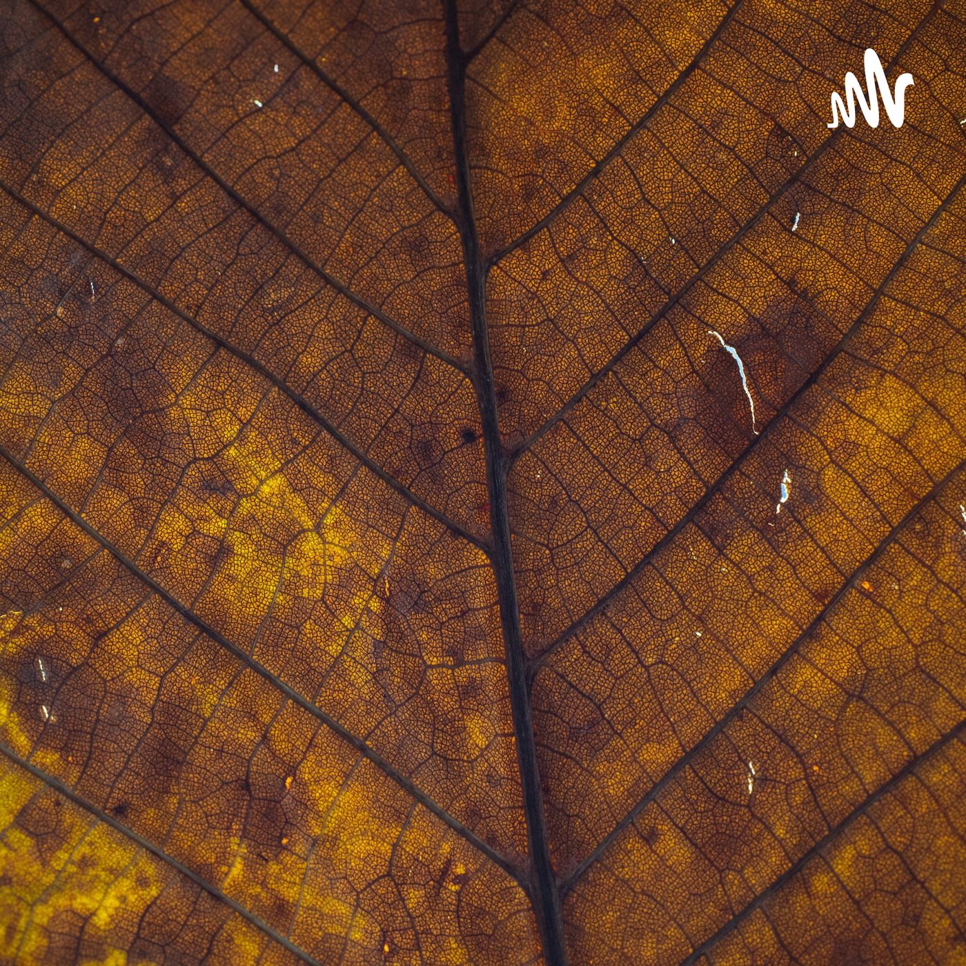 来来回回 cover art